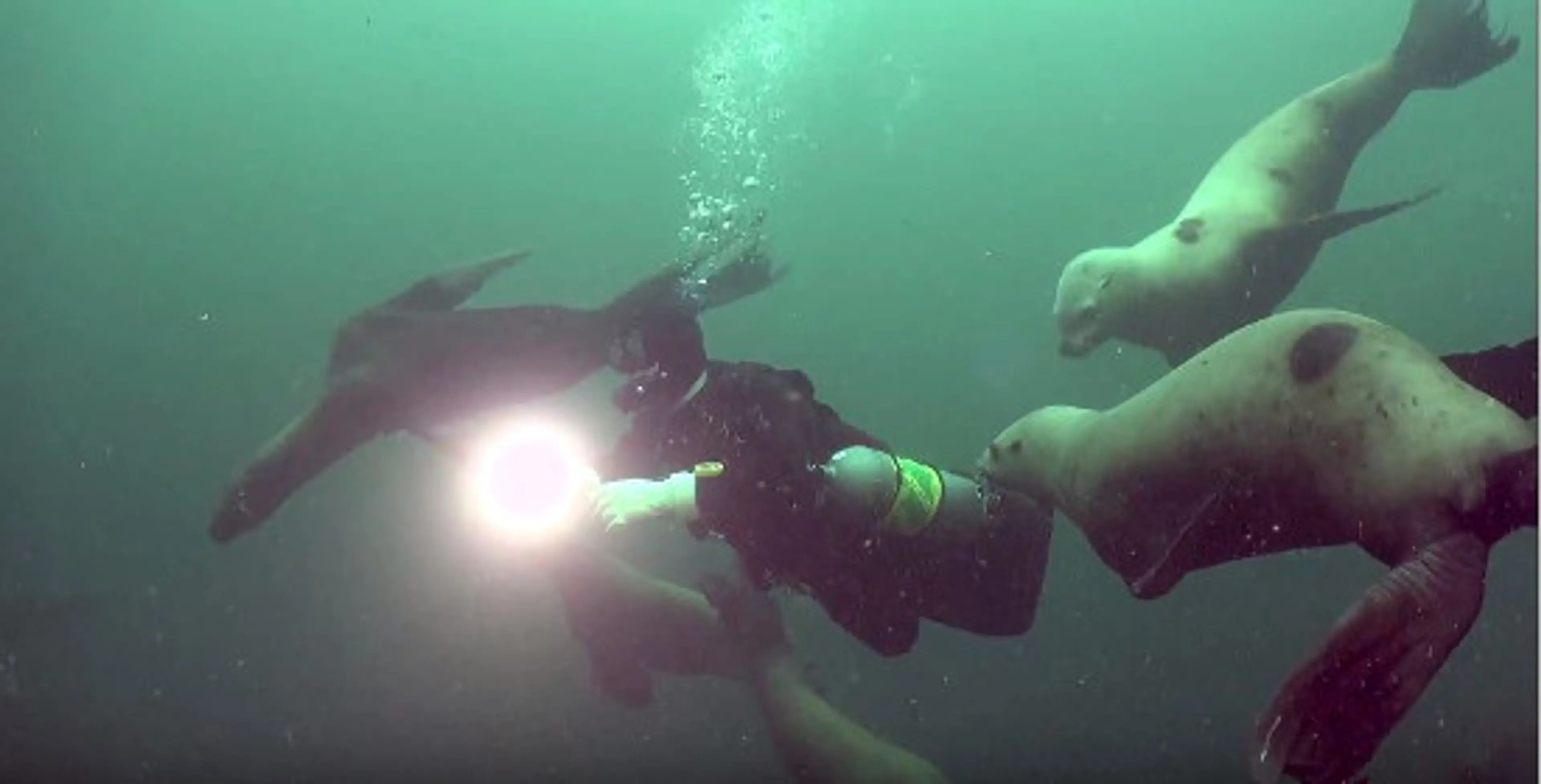 Scuba Dive in Vancouver’s Backyard