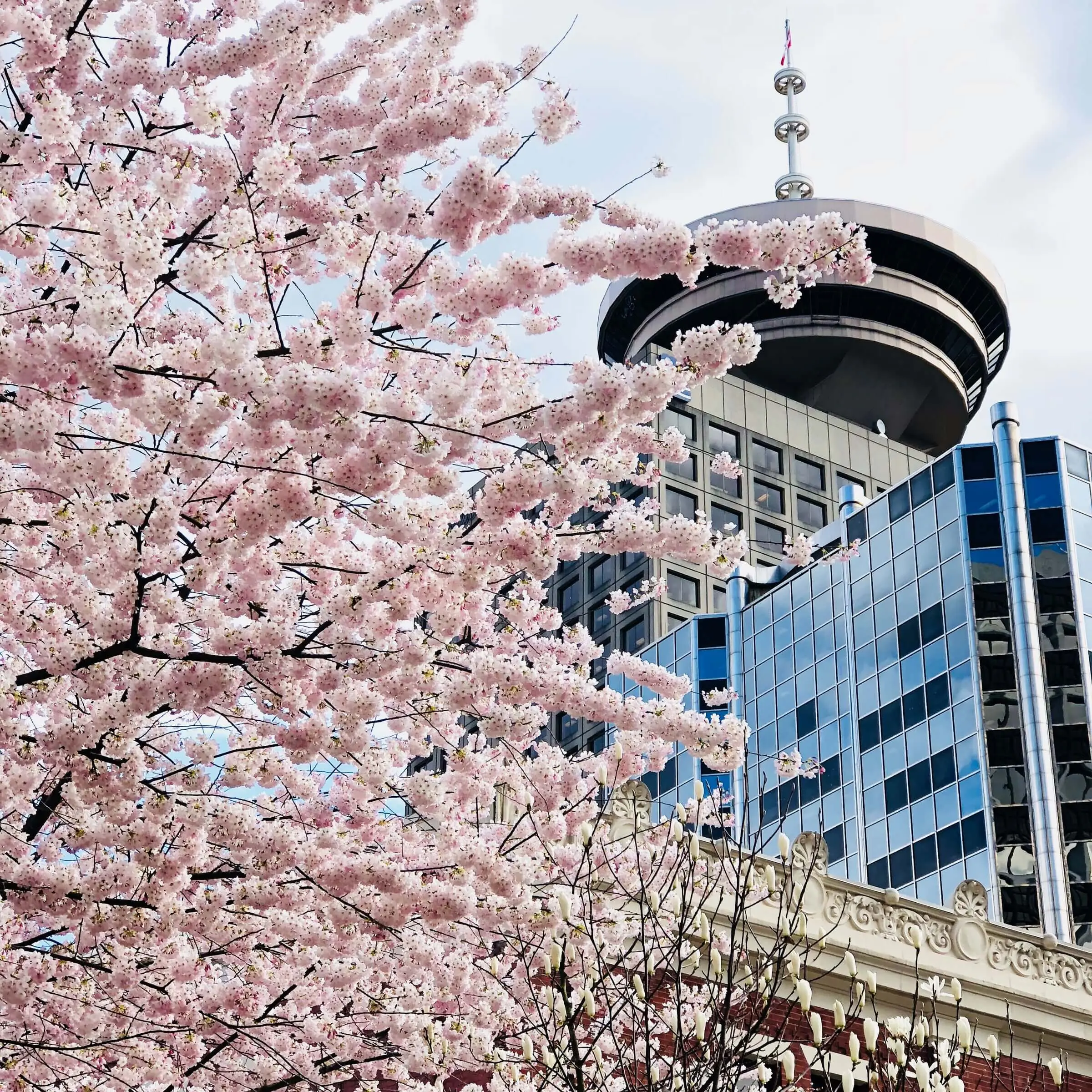 Pink cherry blossoms in full bloom fill the foreground, with a modern glass skyscraper and Vancouver's distinctive round observation tower in the background—a must-see on any Vancouver itinerary.