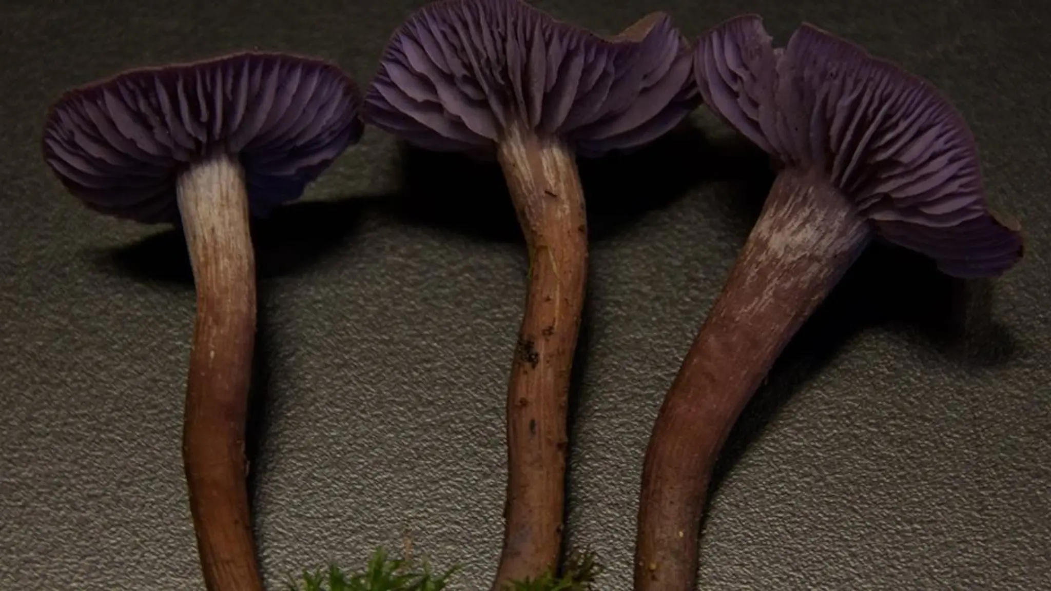 Guided Mushroom Walk