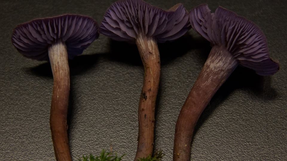 Guided Mushroom Walk