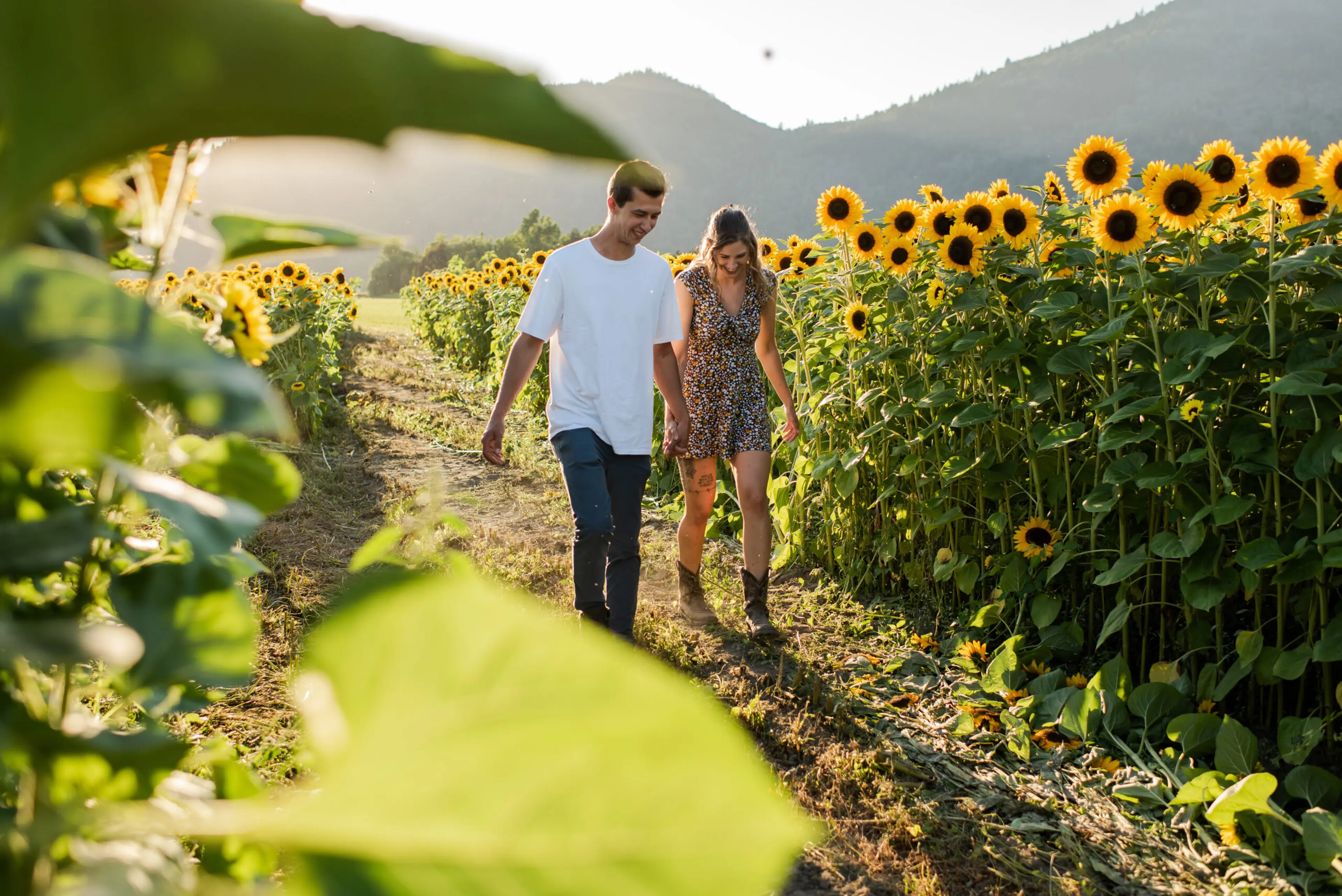 End of Summer Sunflowers and Corn Mazes