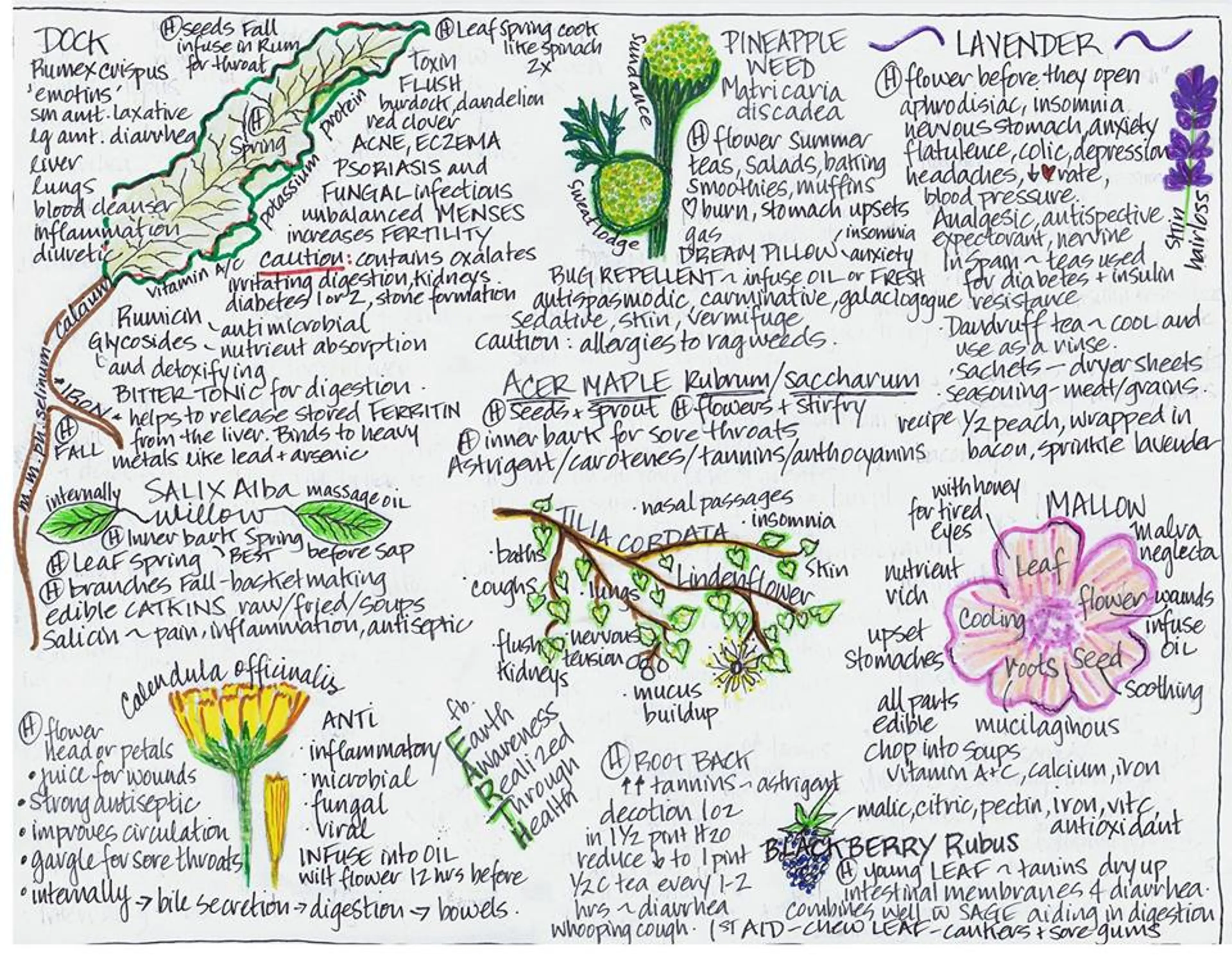 Urban Foraging Plant Walk