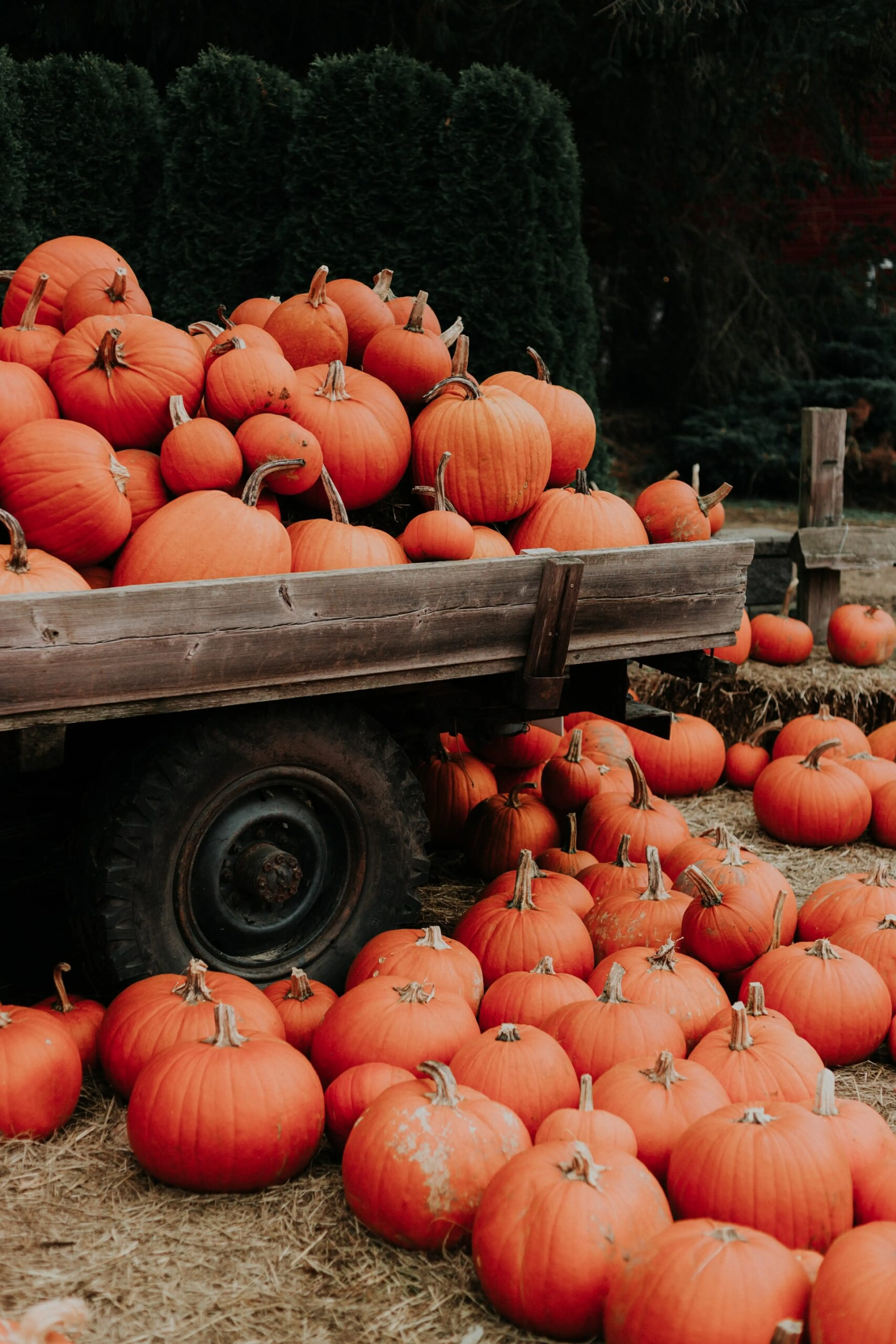 Pumpkin display at Willowview Farms near Vancouver