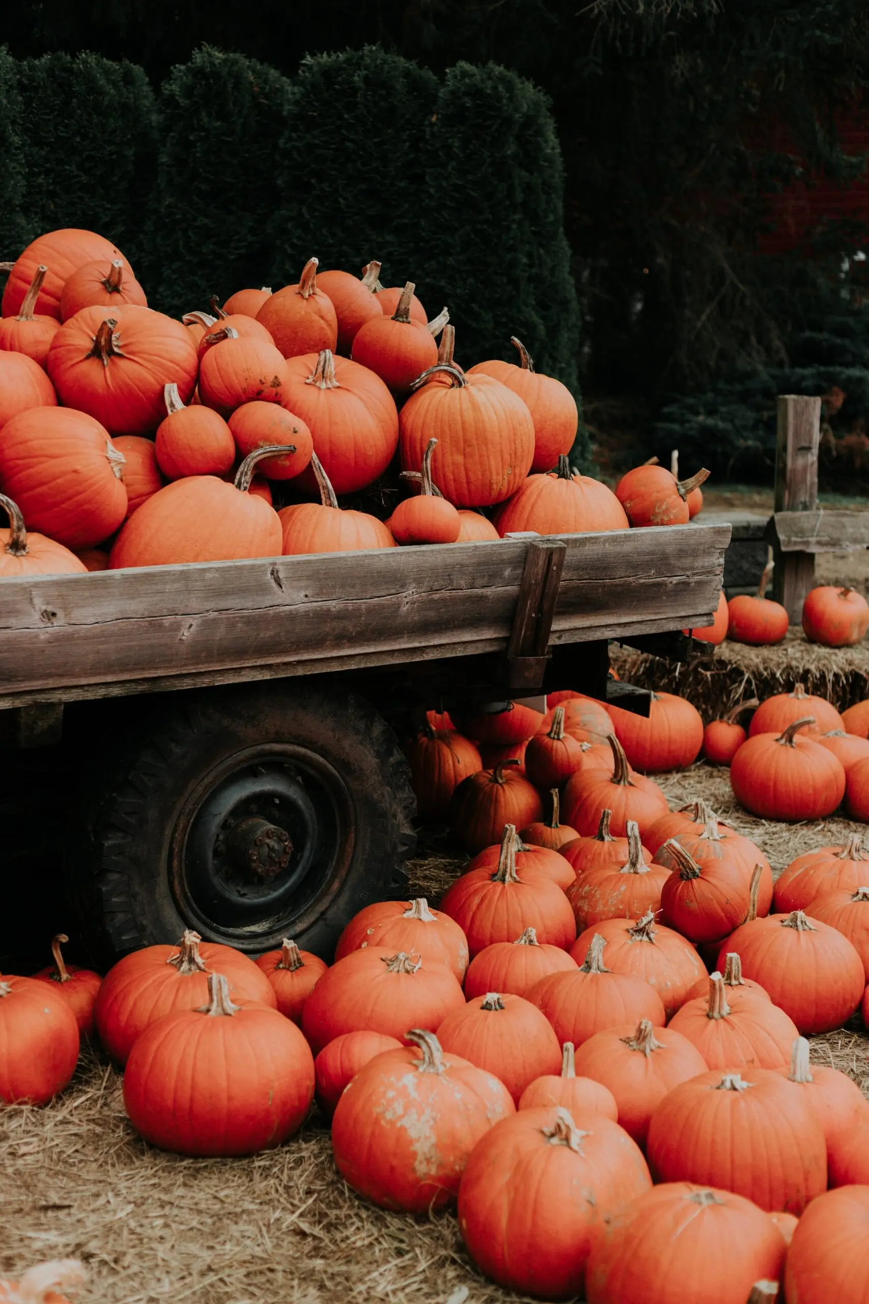 Pumpkin display at Willowview Farms near Vancouver