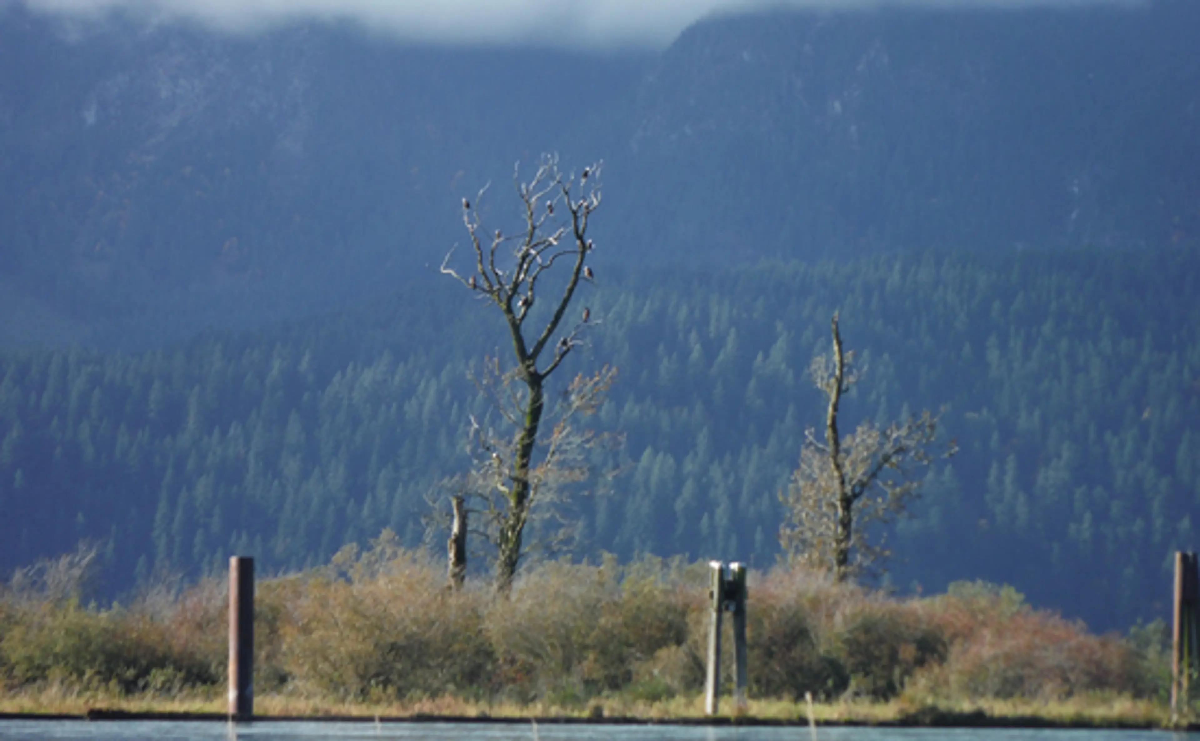 harrison-river-salmon-run-discover-the-outdoors3