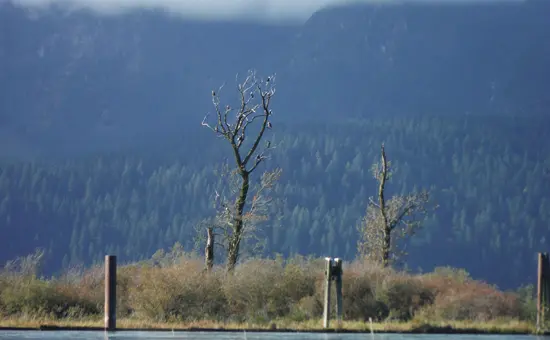 harrison-river-salmon-run-discover-the-outdoors3