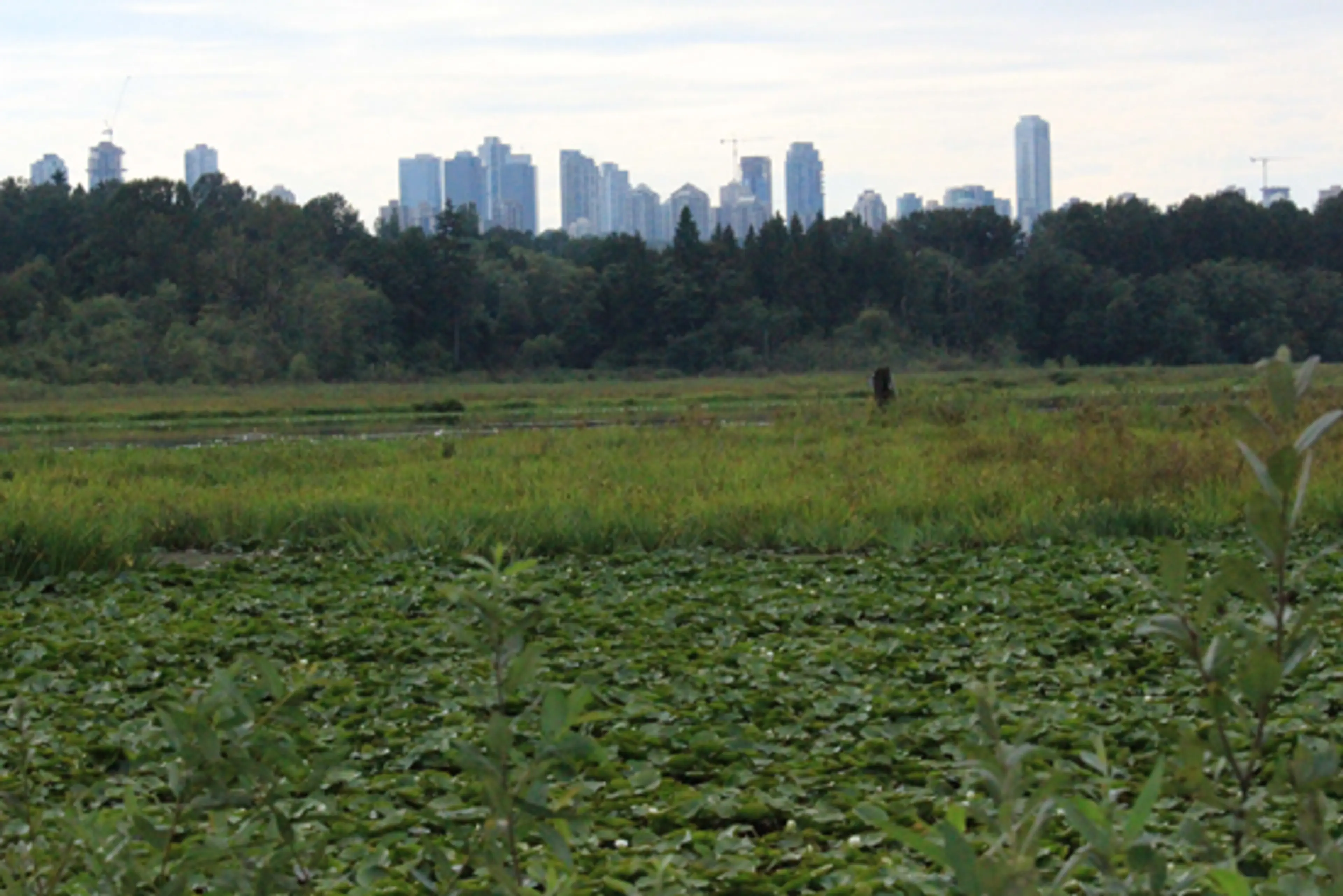 burnaby-lake-park-discover-the-outdoors9
