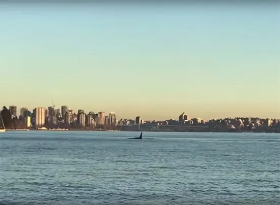 Orca Whales in Vancouver Harbour