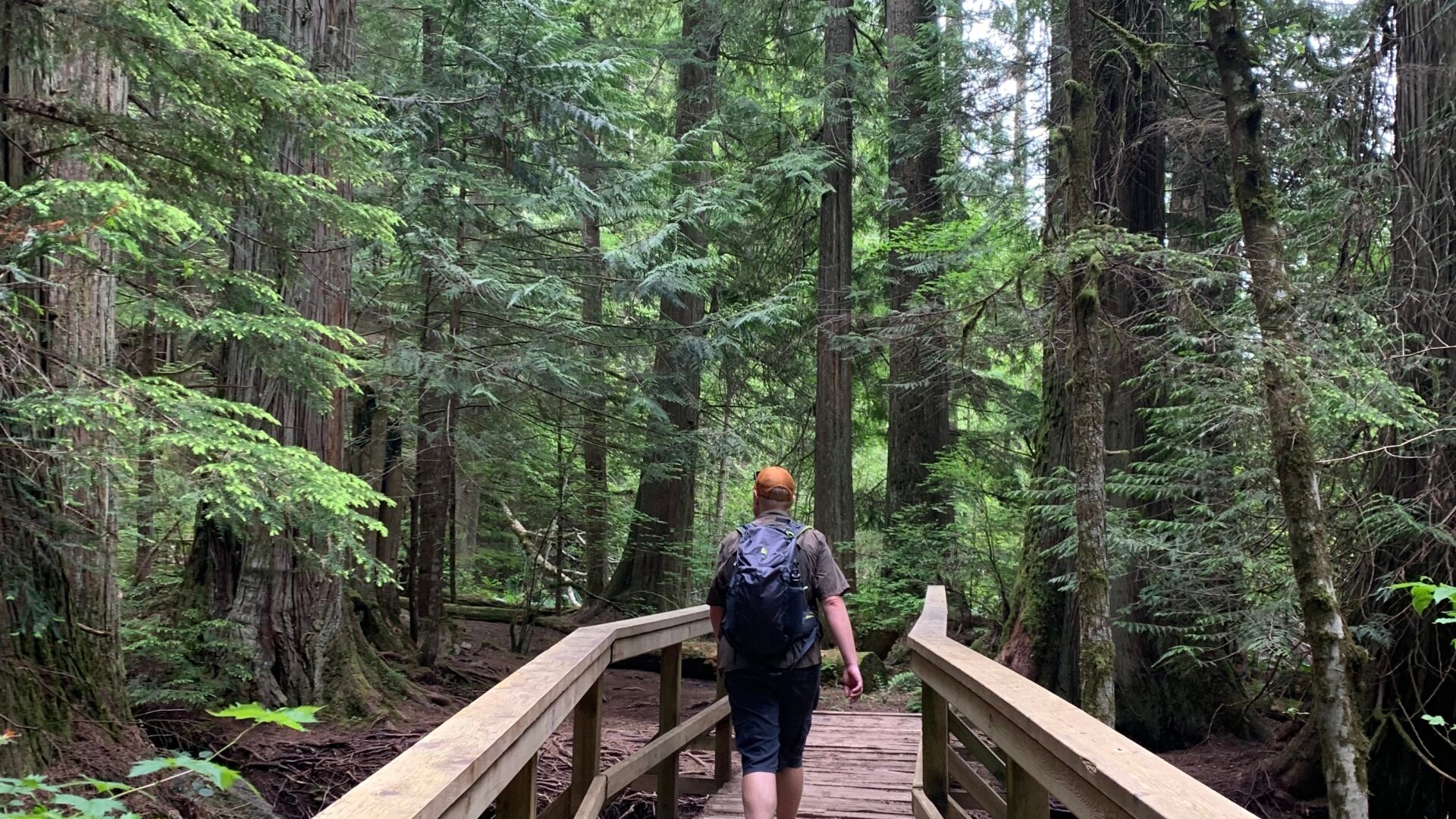 Forest trail around Brohm Lake
