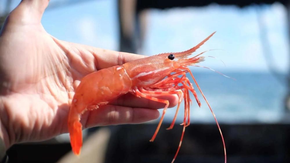 w-1600h-900-8b996a-OW-Prawn-May-1600-1