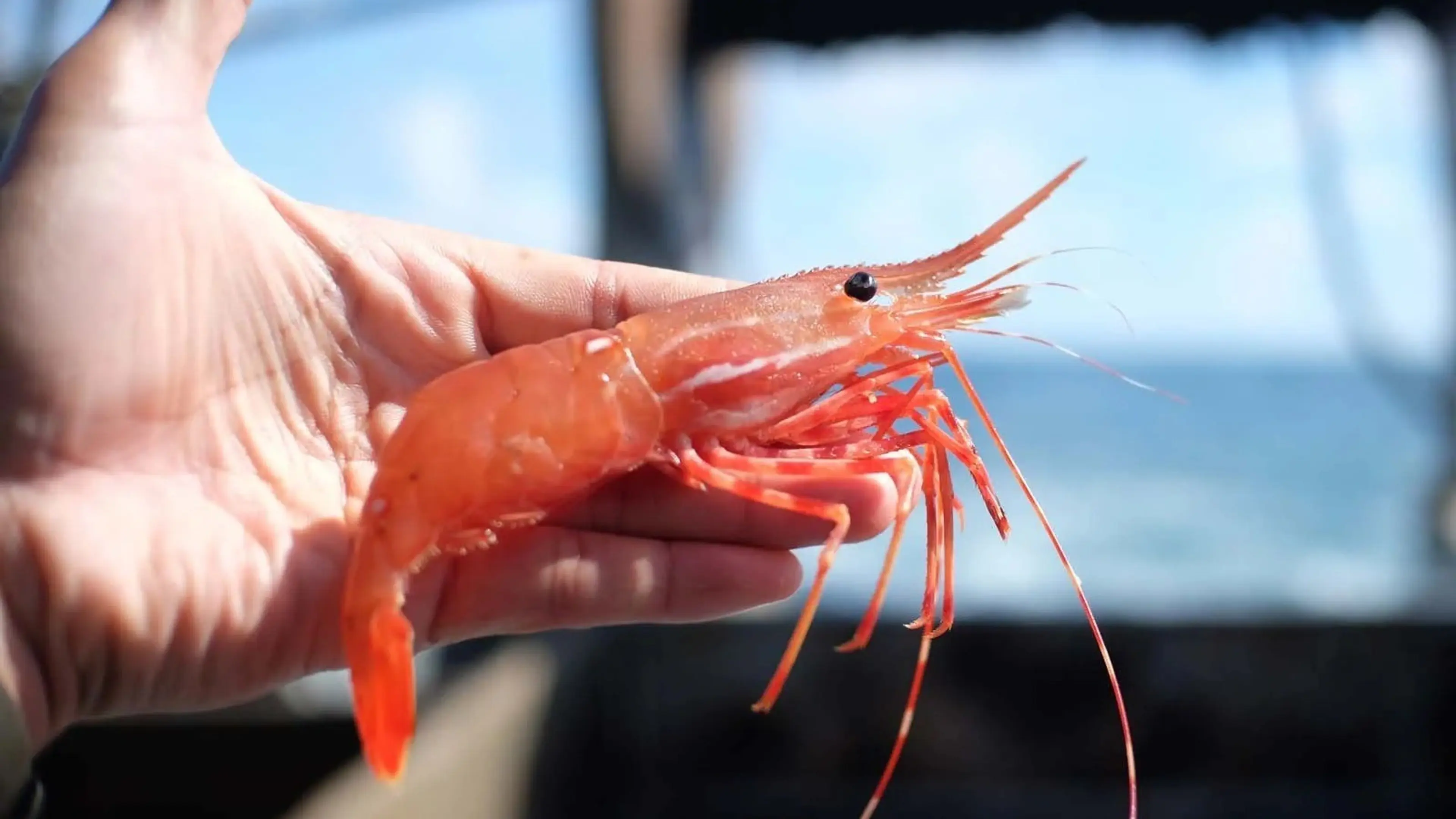 w-1600h-900-8b996a-OW-Prawn-May-1600-1