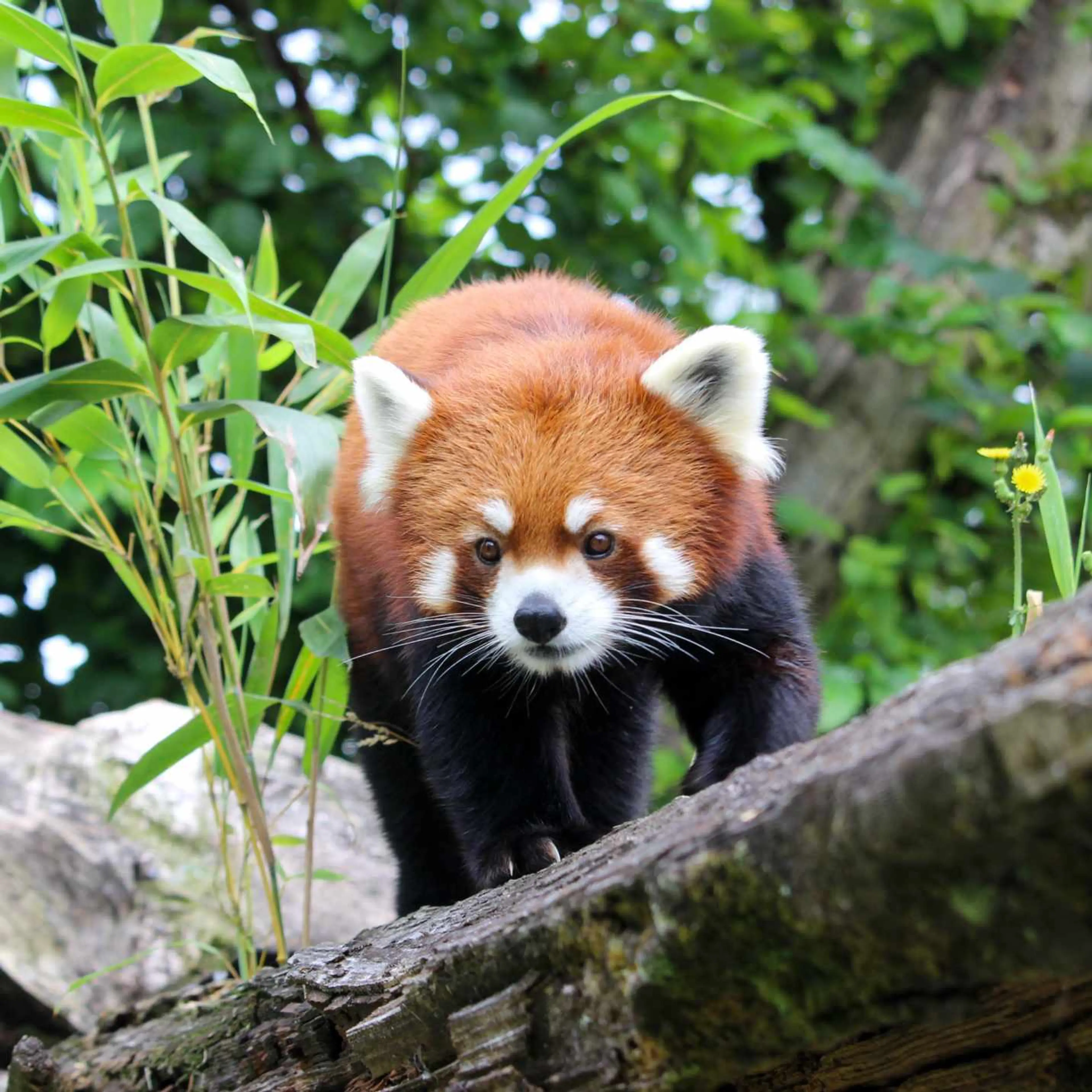 GREATER VANCOUVER ZOO