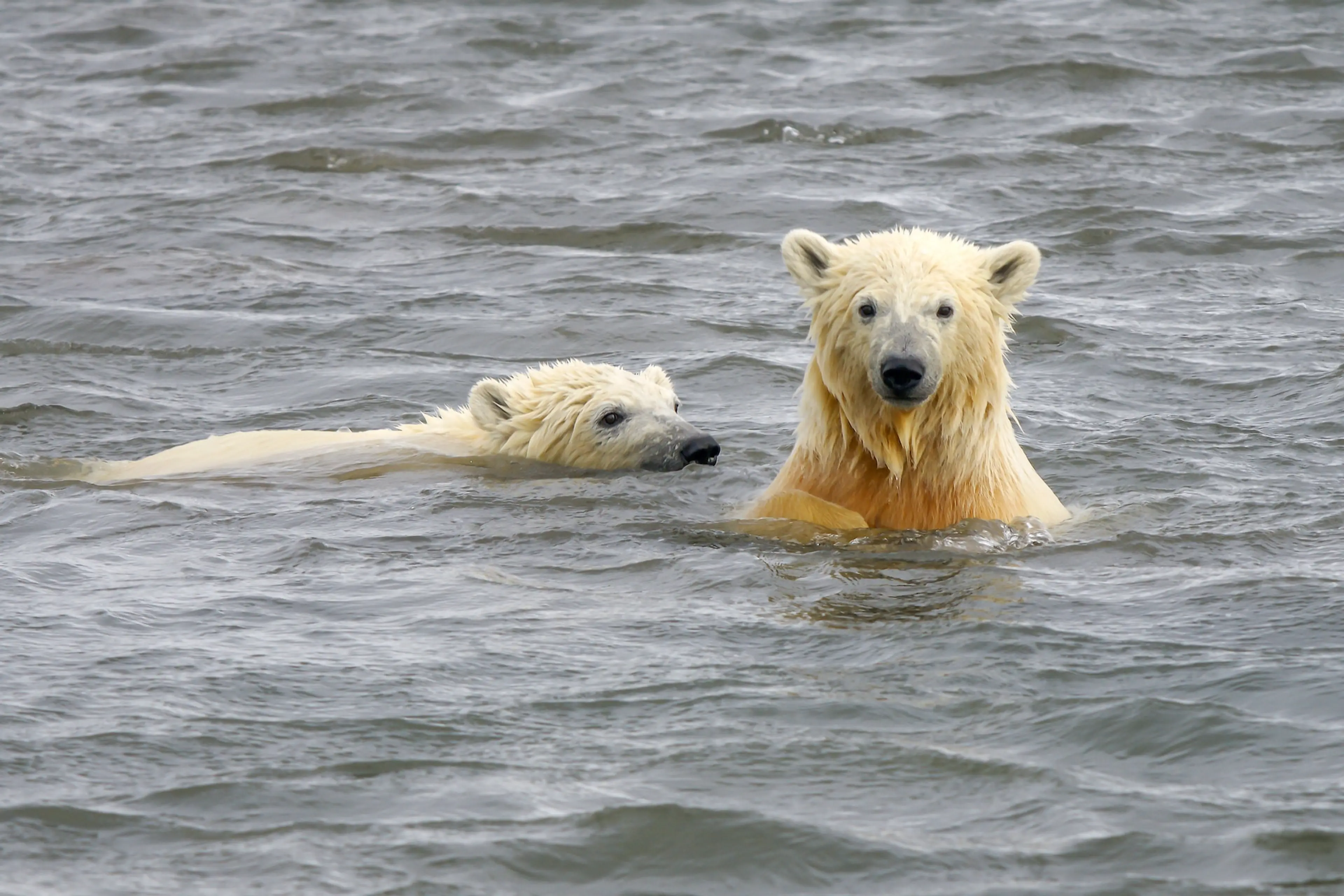 2024 Polar Bear Swims Around Vancouver