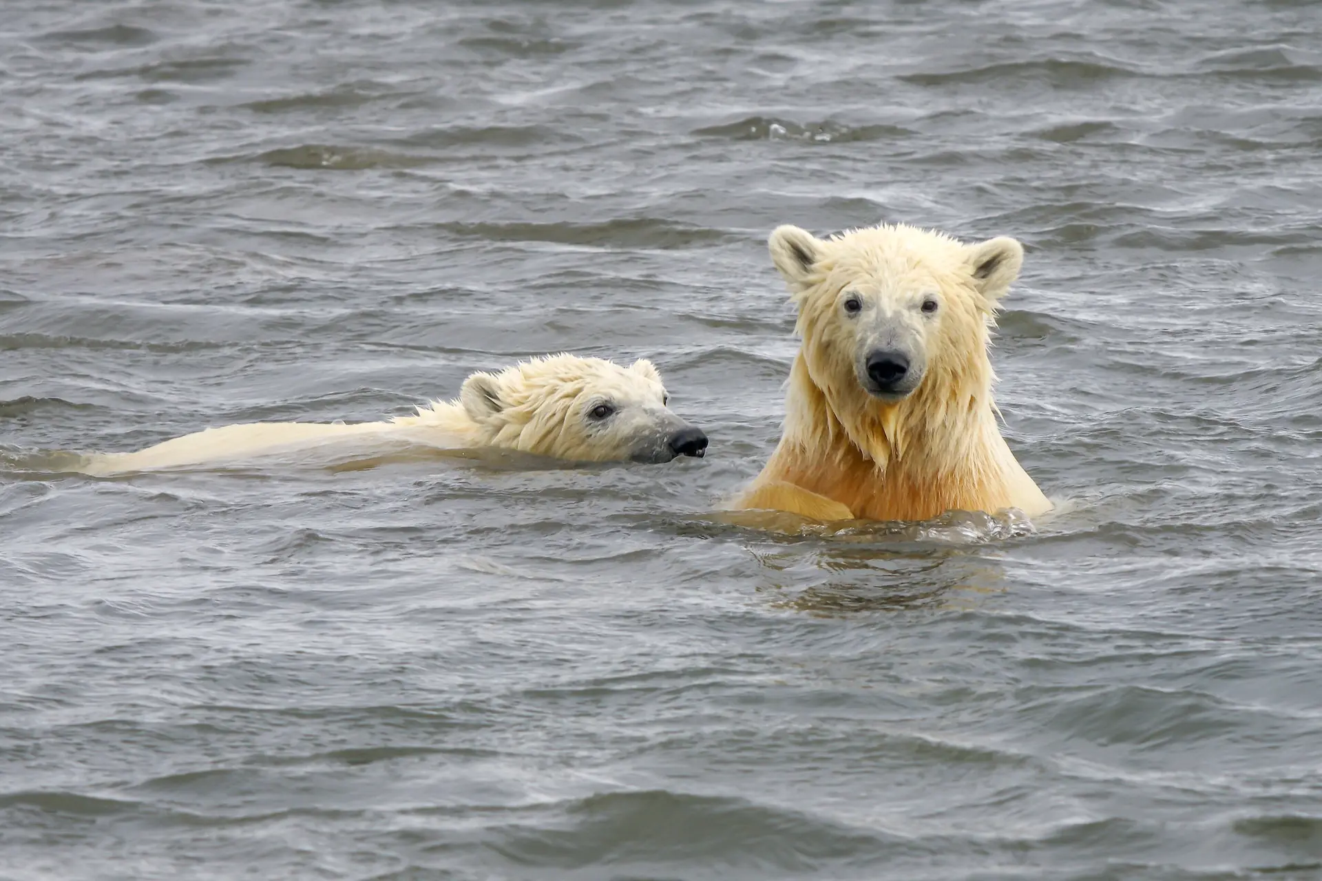 2024 Polar Bear Swims Around Vancouver