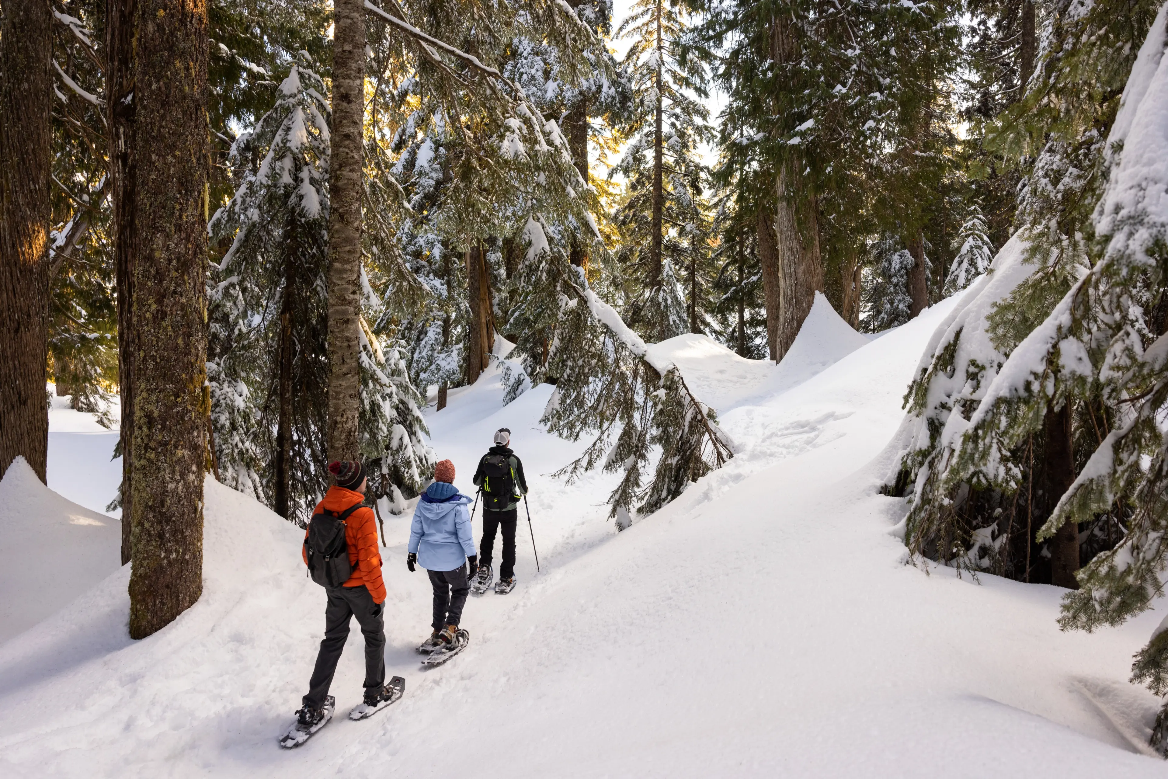 Three people snowshoe through a snowy forest at Mount Seymour