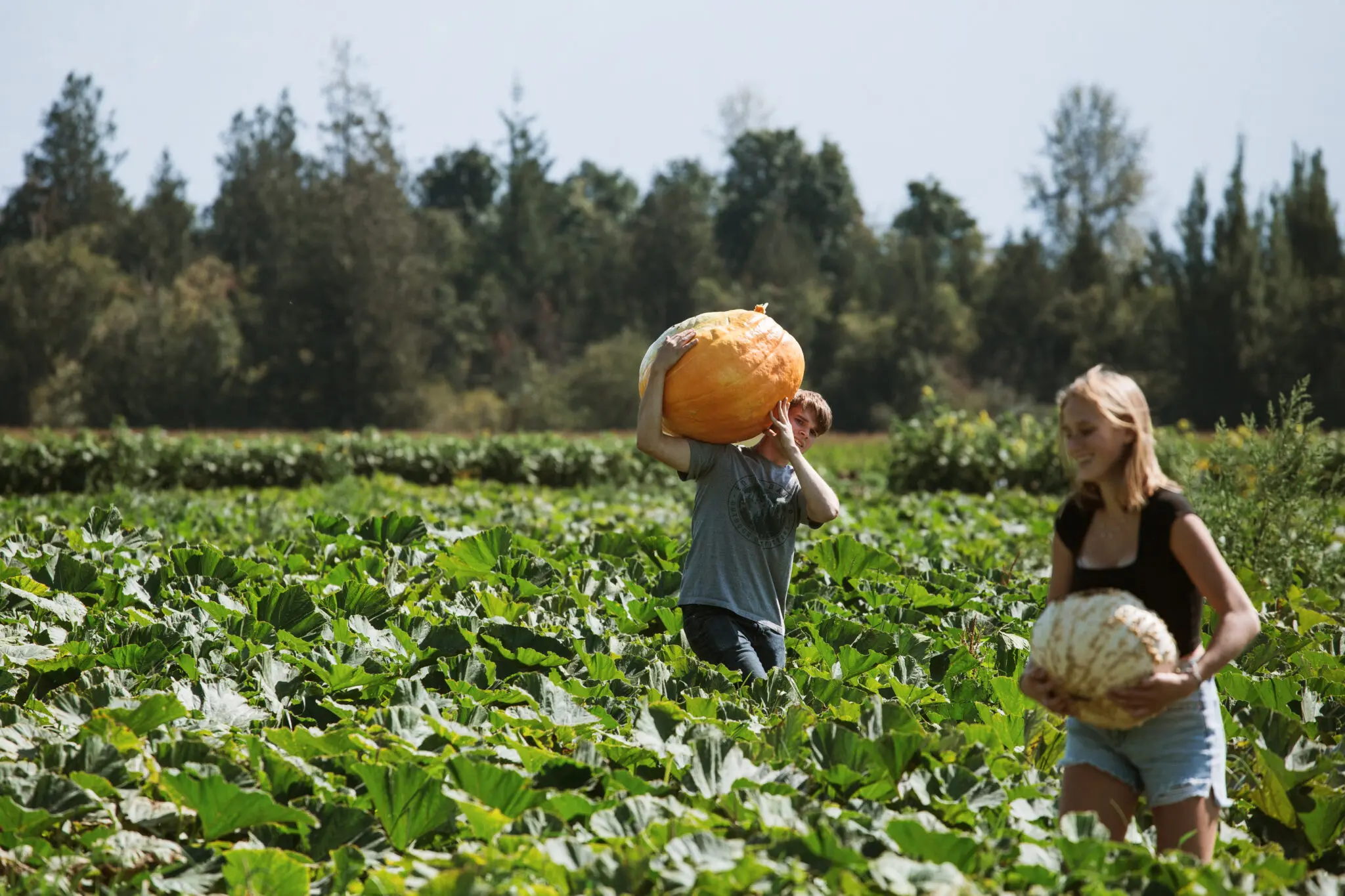 Two people lift large pumpkins at the Harrison Pumpkin Festival near Vancouver