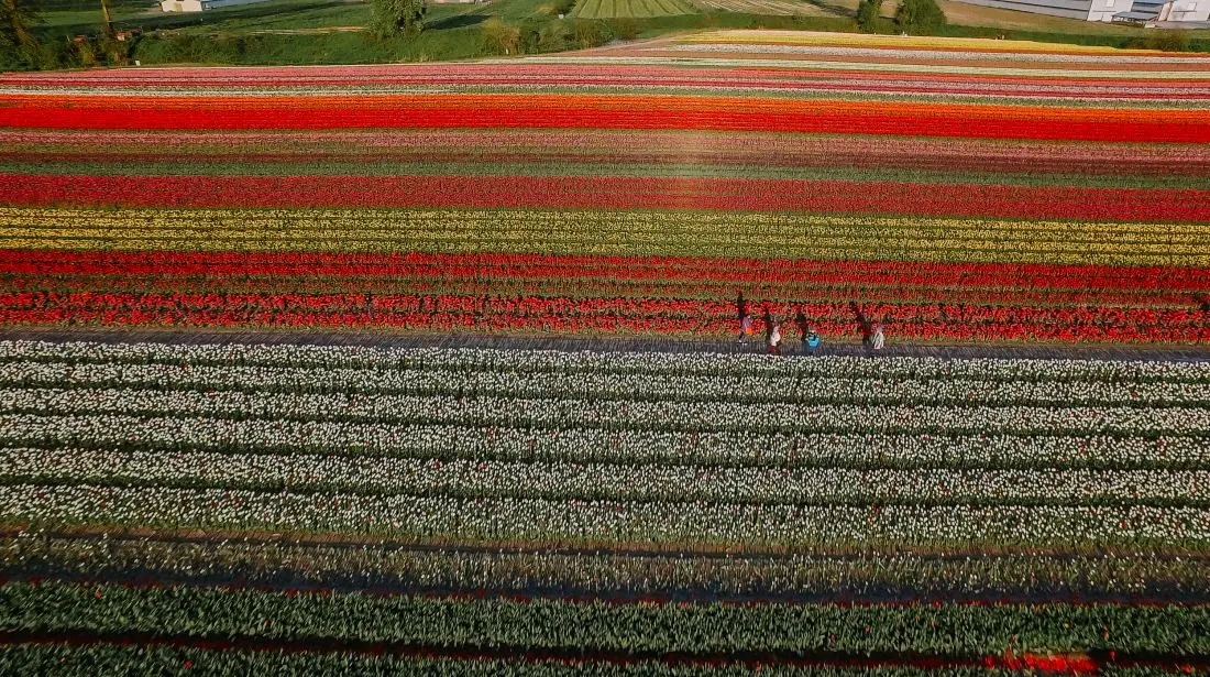 Aerial view of Chilliwack Tulip Festival