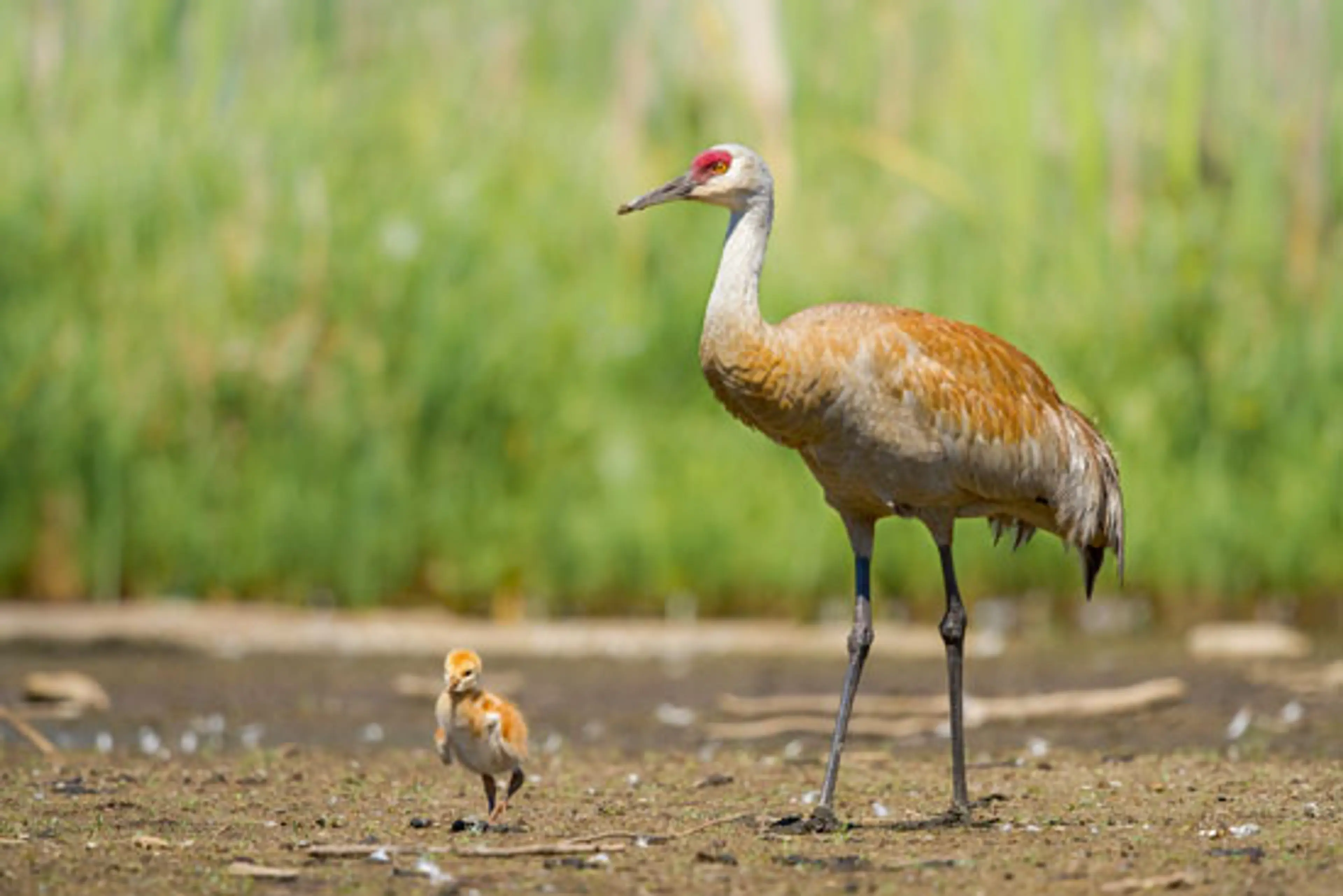 Birds in the 604 – Vancouver Bird Week