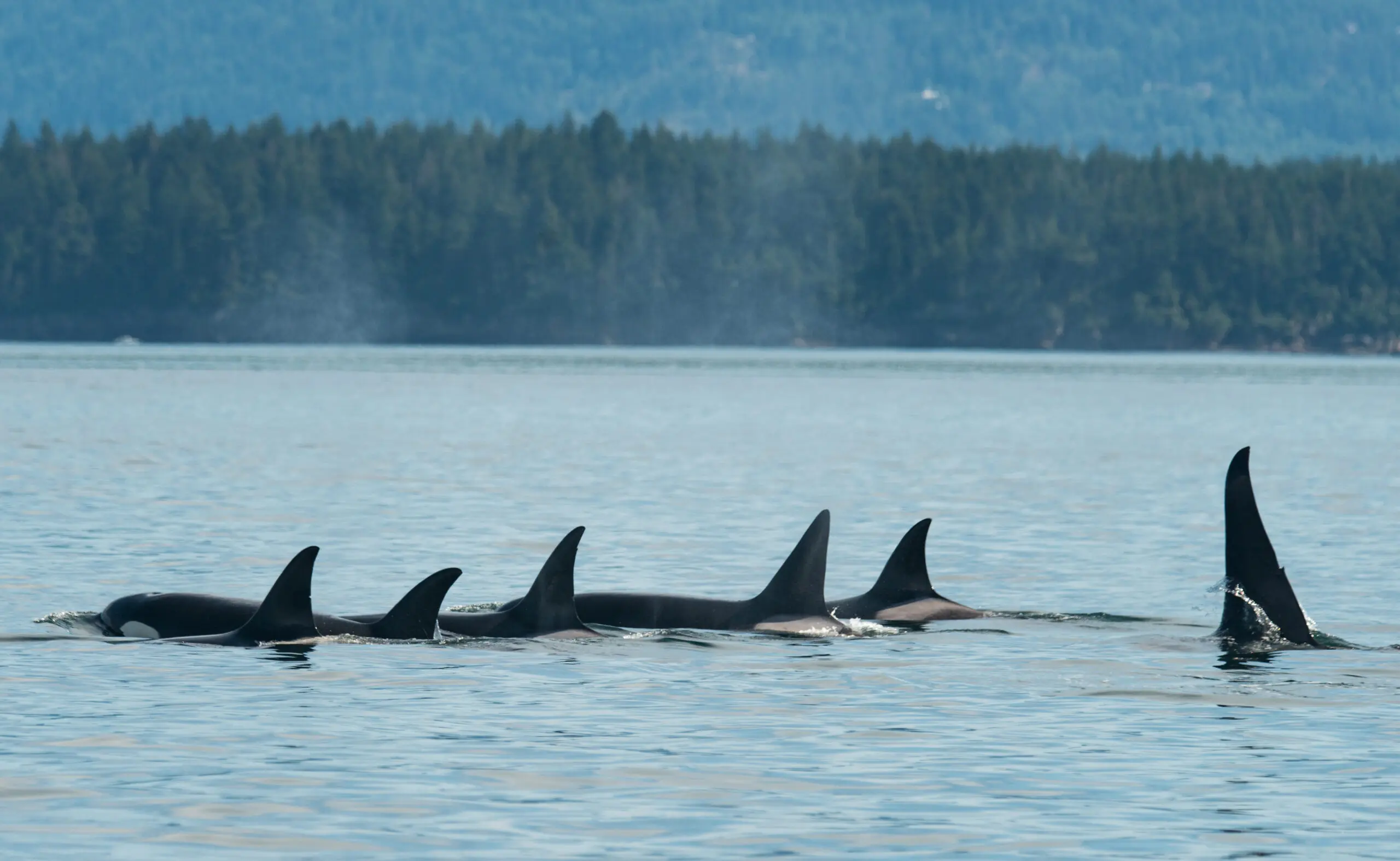 Whale Watching in Vancouver: Educational and Conservation-Based