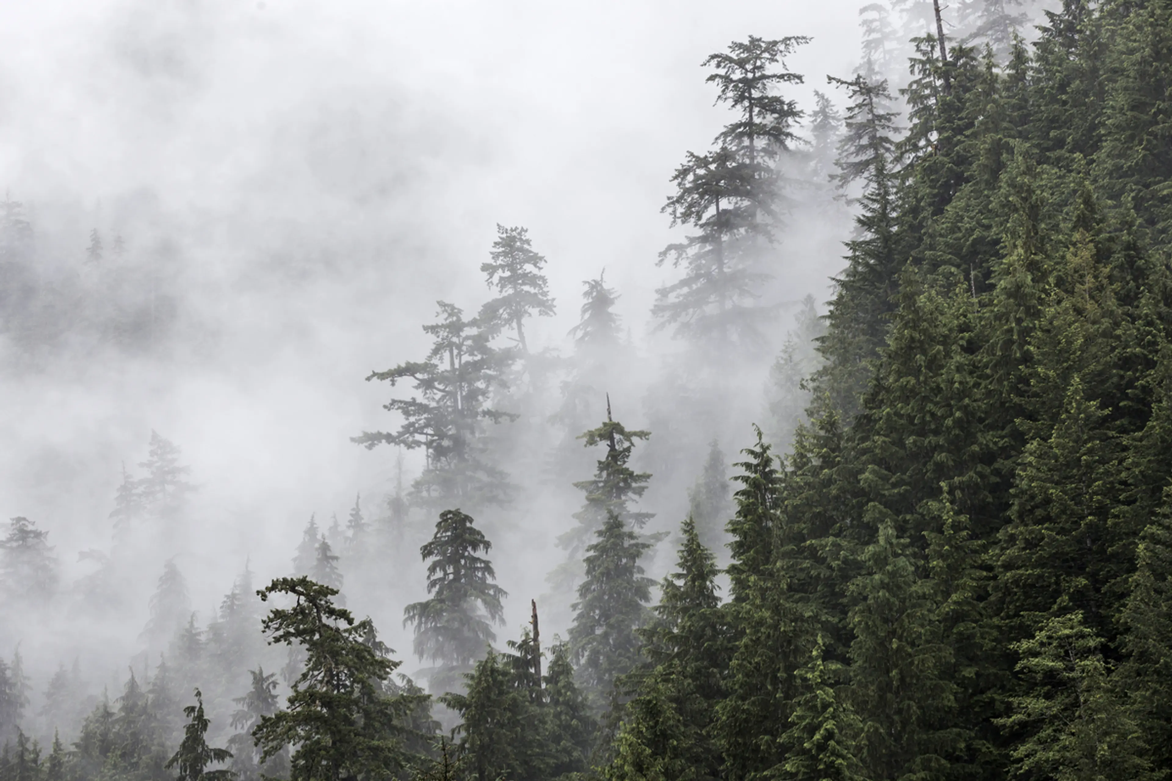 Mist in the forest near Vancouver on a rainy day.