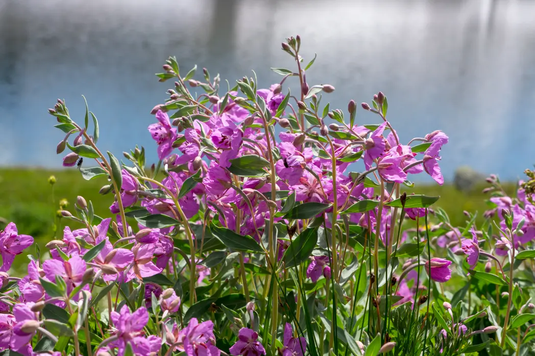 Wildflowers near Symphony Lake on the High Note Trail