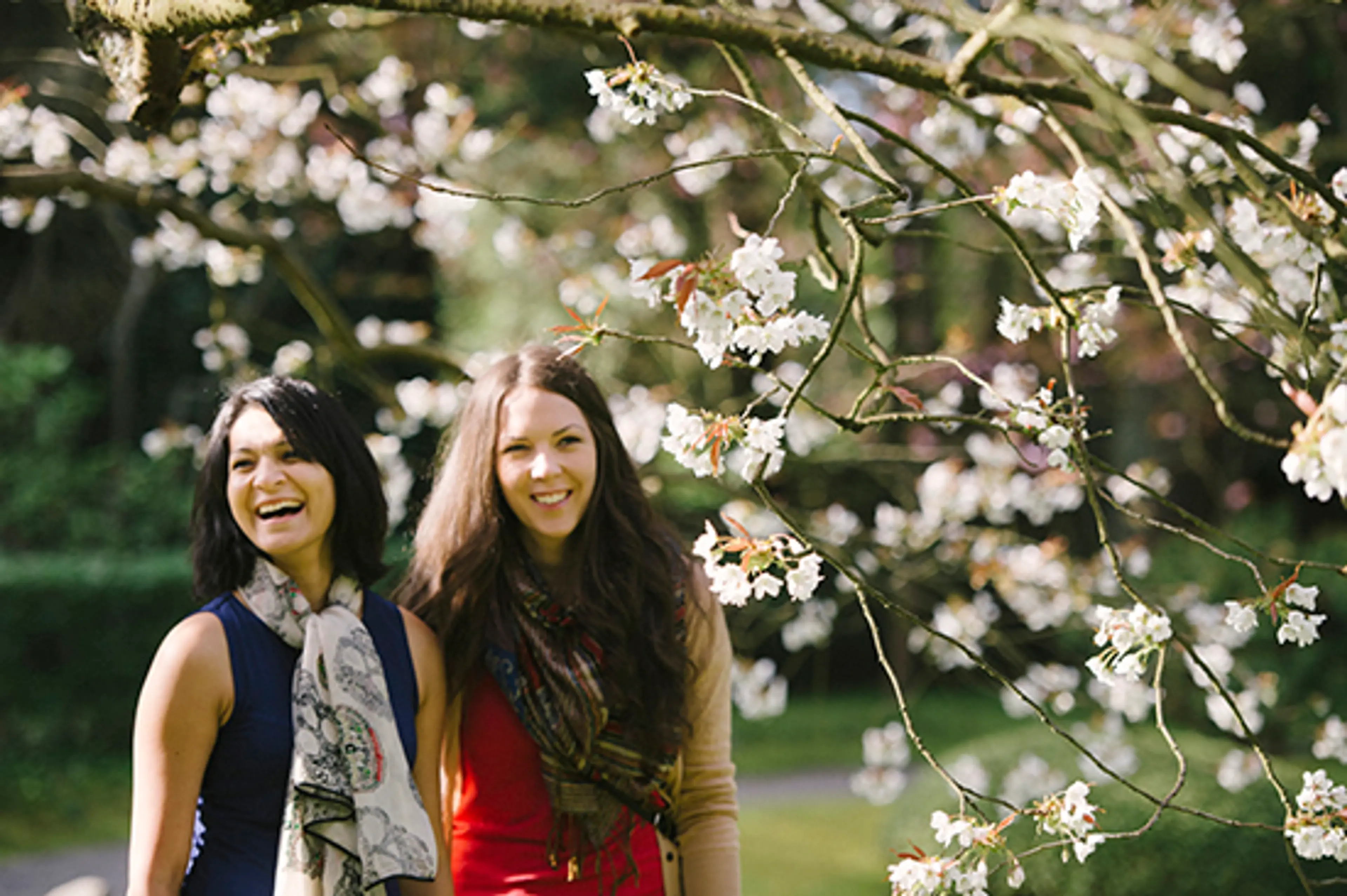 Vancouver Cherry Blossom Festival