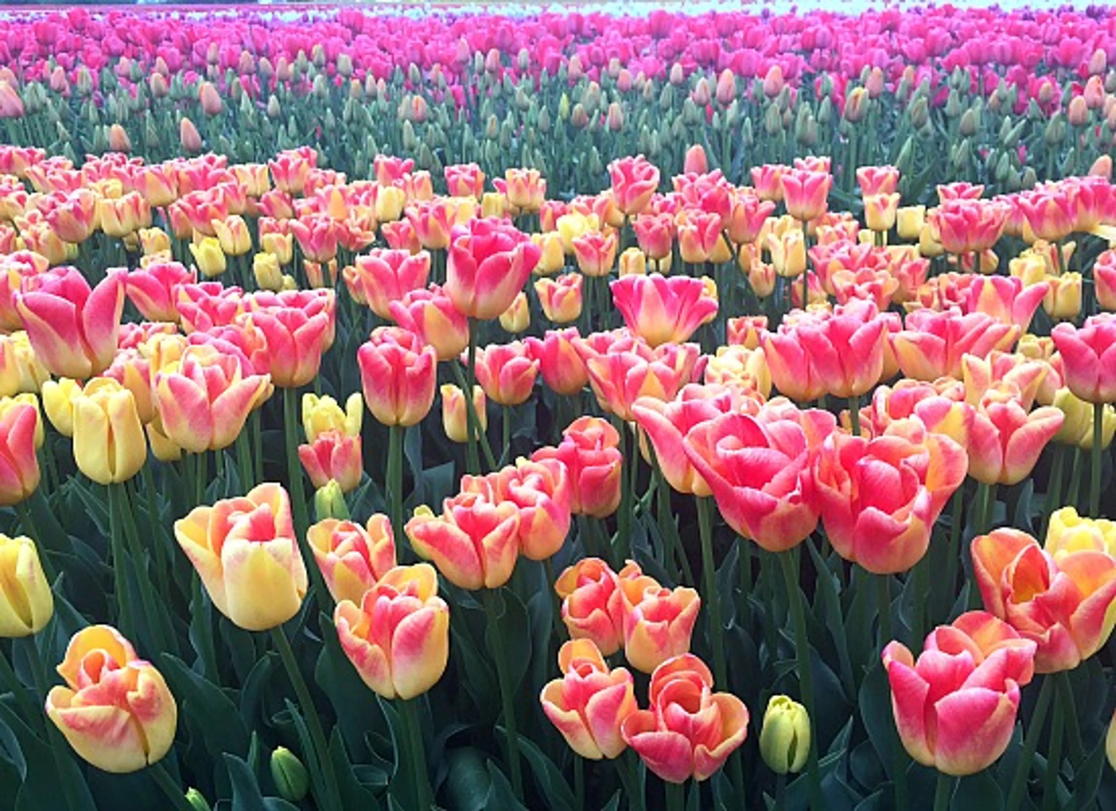 Frolic In The Flowers At The Abbotsford Tulip Festival