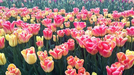 Frolic In The Flowers At The Abbotsford Tulip Festival