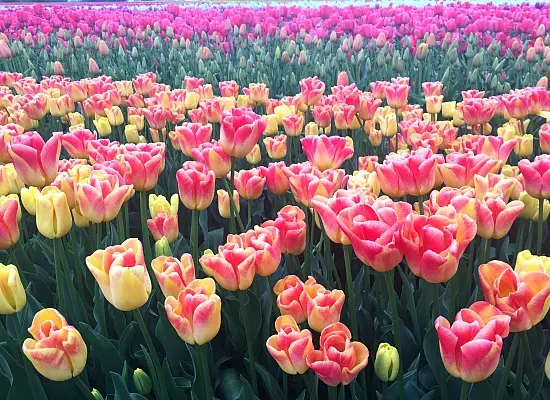 Frolic In The Flowers At The Abbotsford Tulip Festival