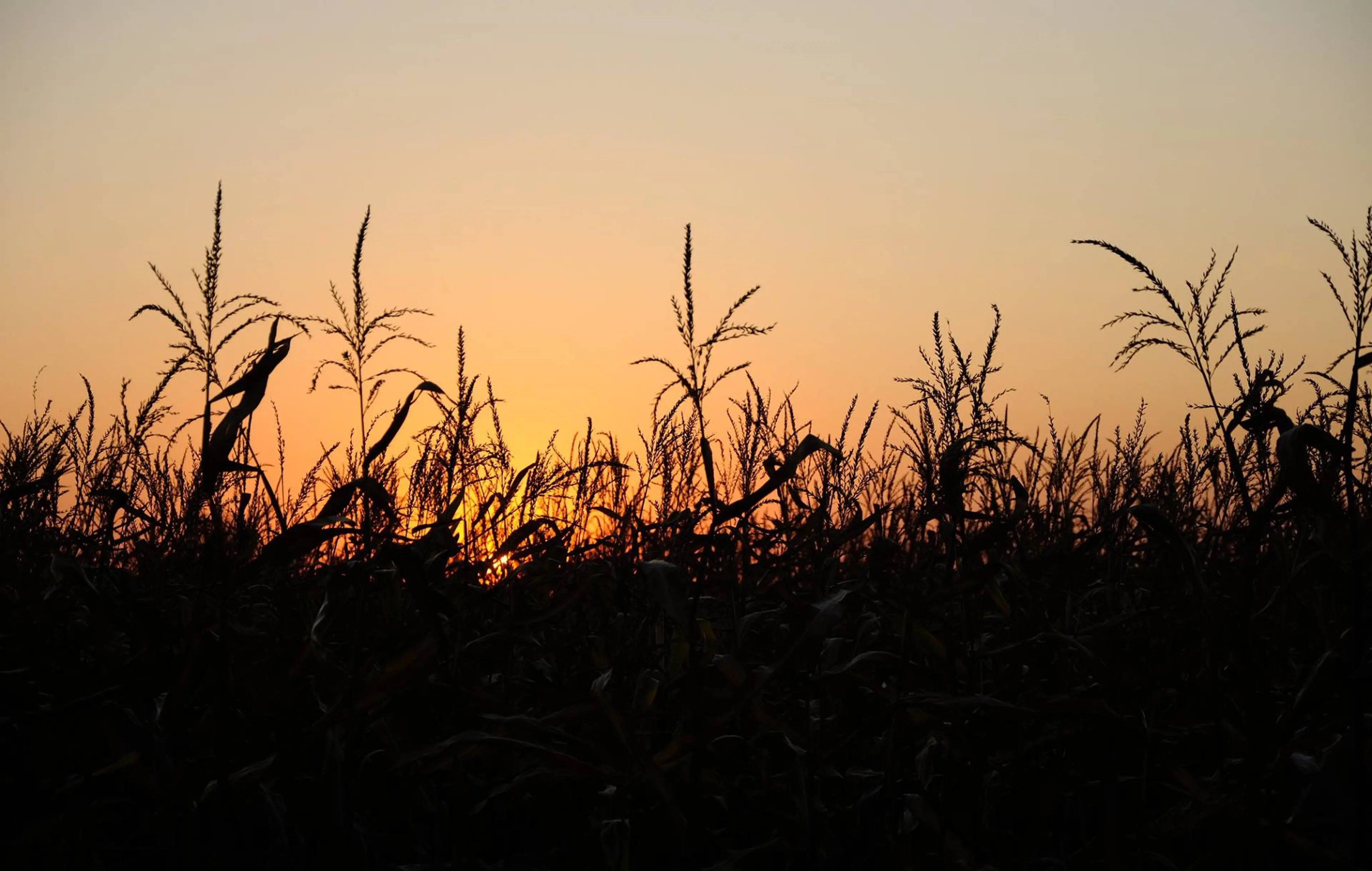 Maan Farms Haunted Maze 2019