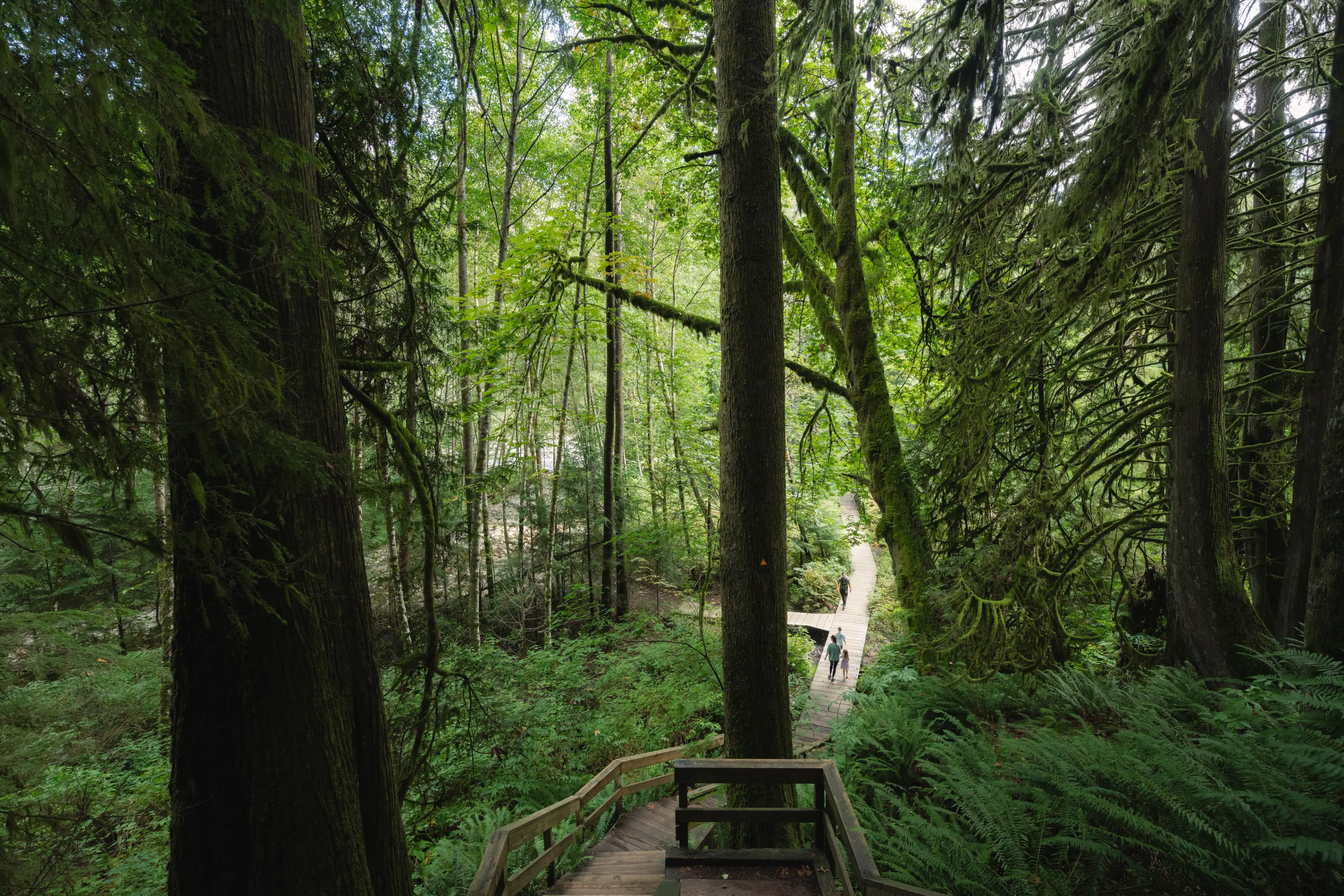 Where to Try Forest Bathing Around Vancouver