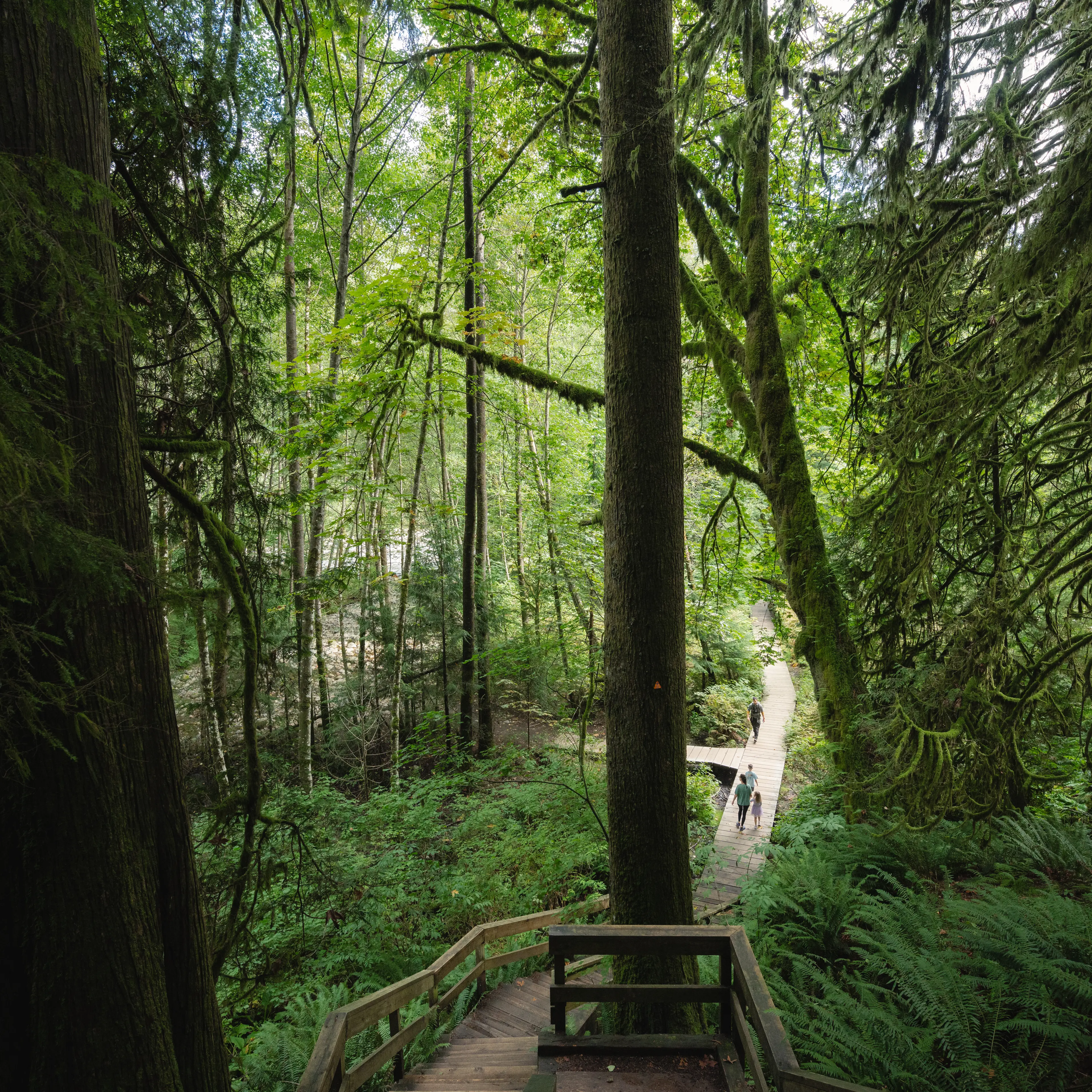 Baden Powell Hike (42 km)