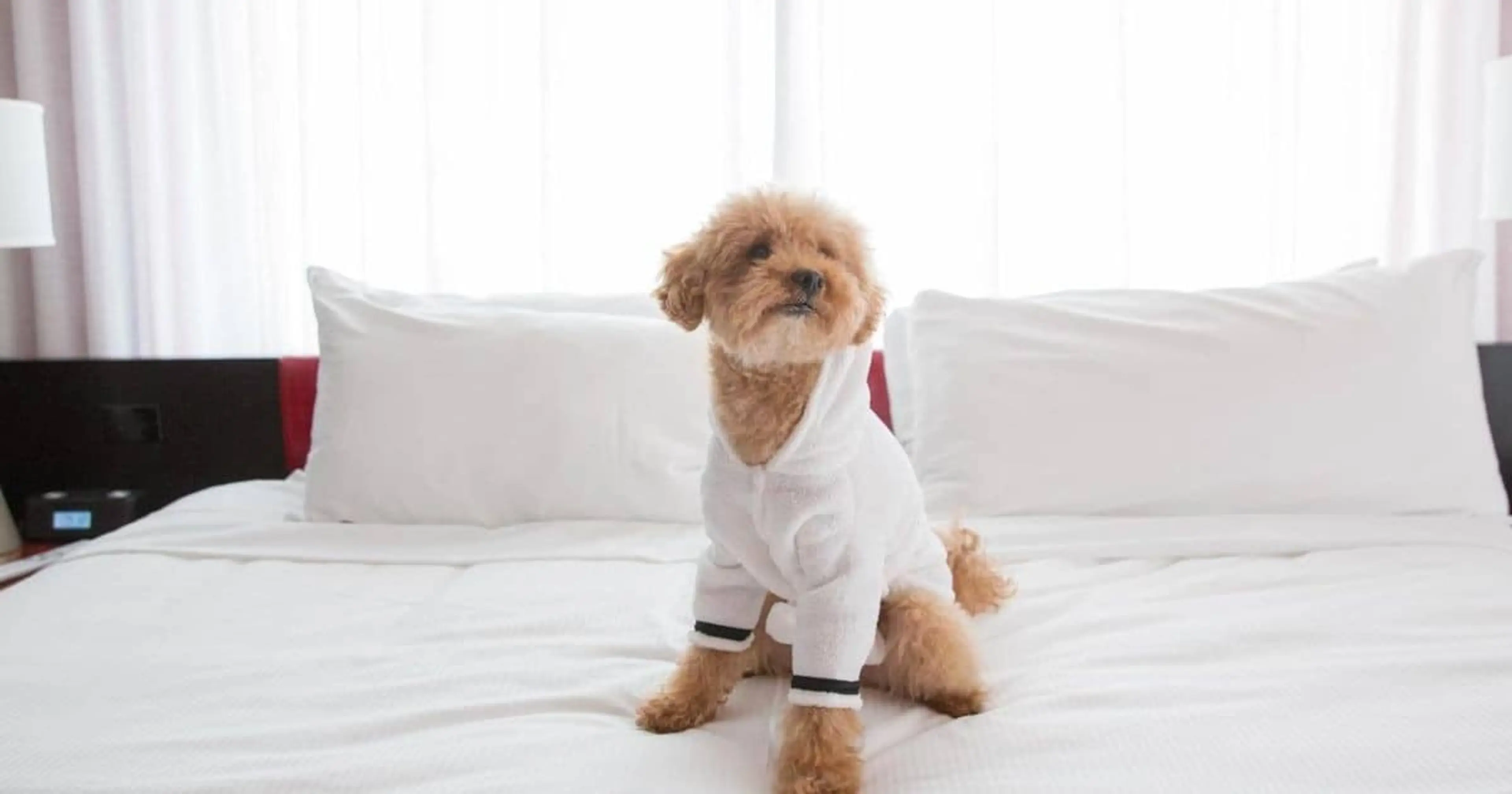 A small fluffy dog is wearing a white doggy shirt while sitting on a hotel bed.
