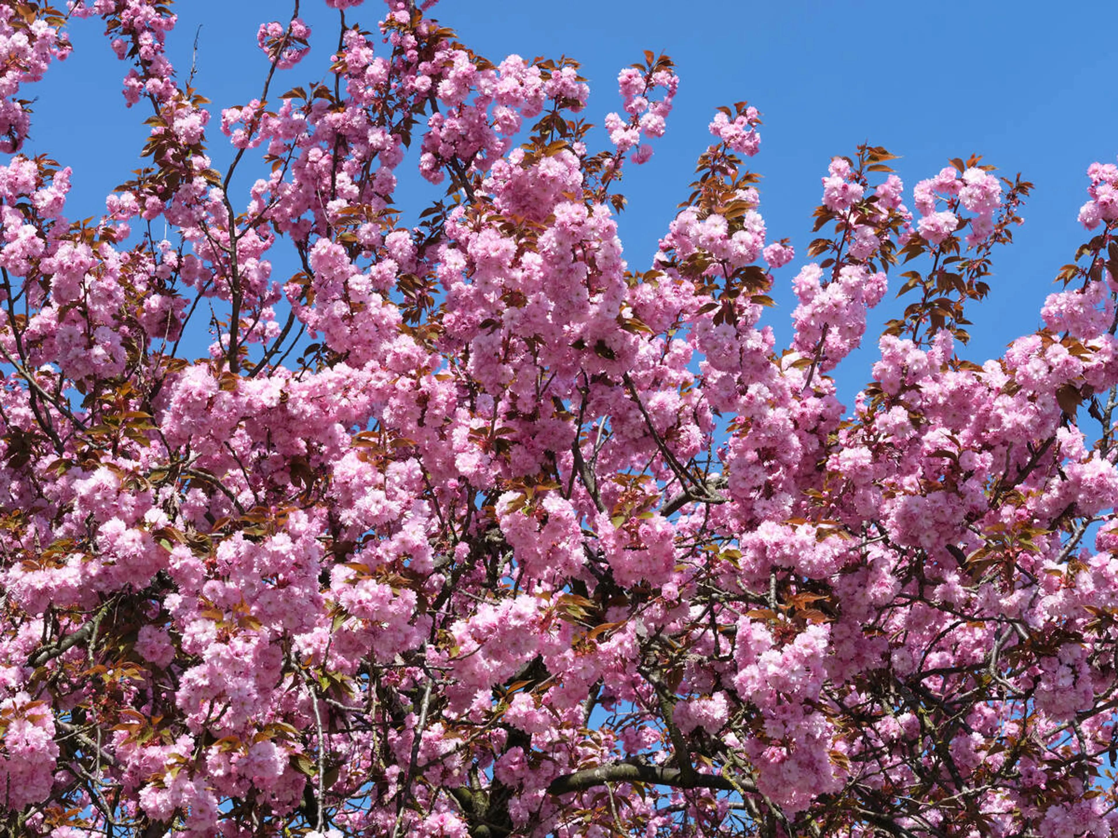 Close up of cherry blossoms against blue sky. 