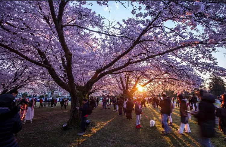 Vancouver Cherry Blossom Festival | Events & Bloom Tips
