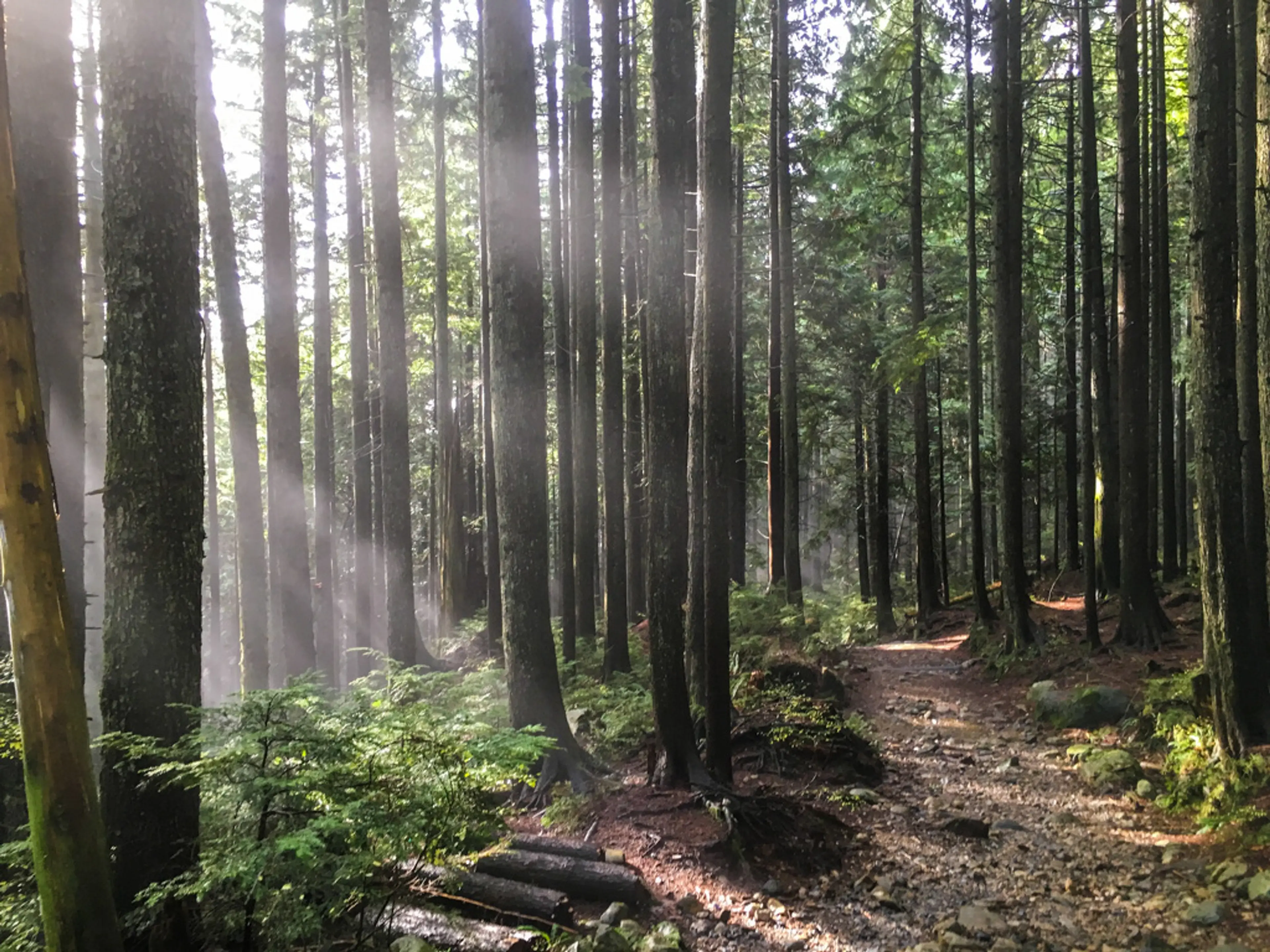 Brother's Creek Trail in West Vancouver, BC