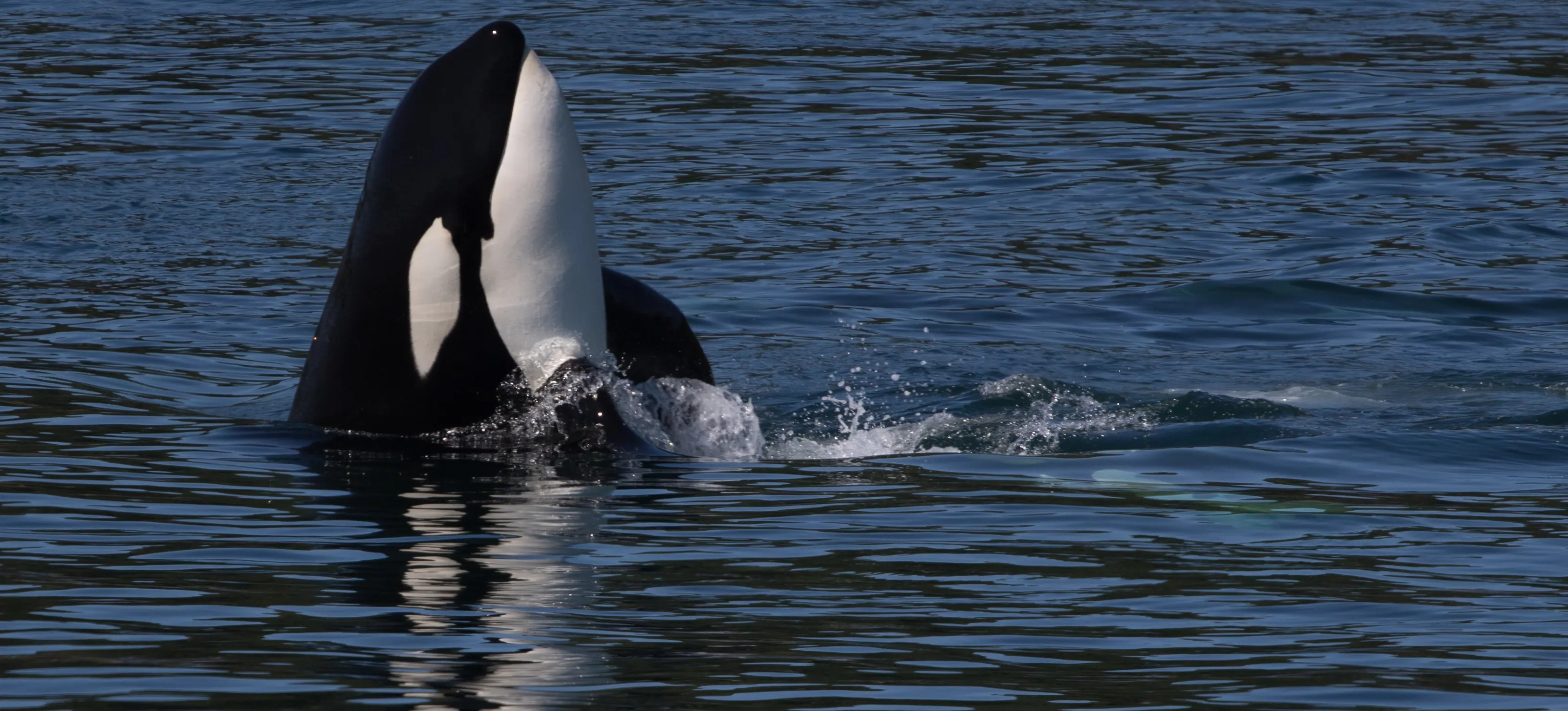 Orca