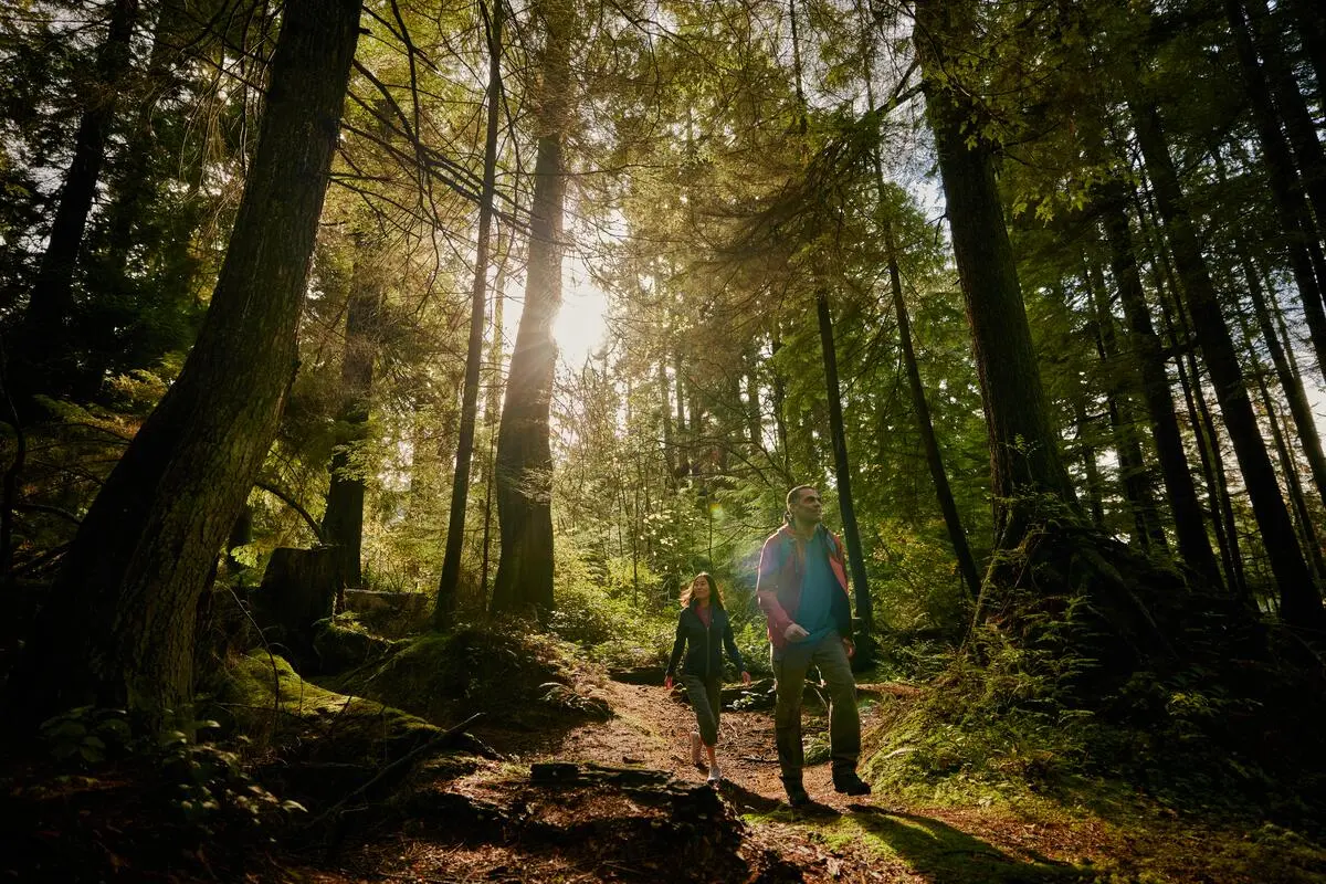 Two people walking on a sunlit forest trail surrounded by tall trees and greenery.