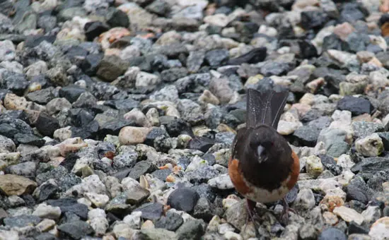 For the Birds – Rainy Day Walks at Maplewood Flats