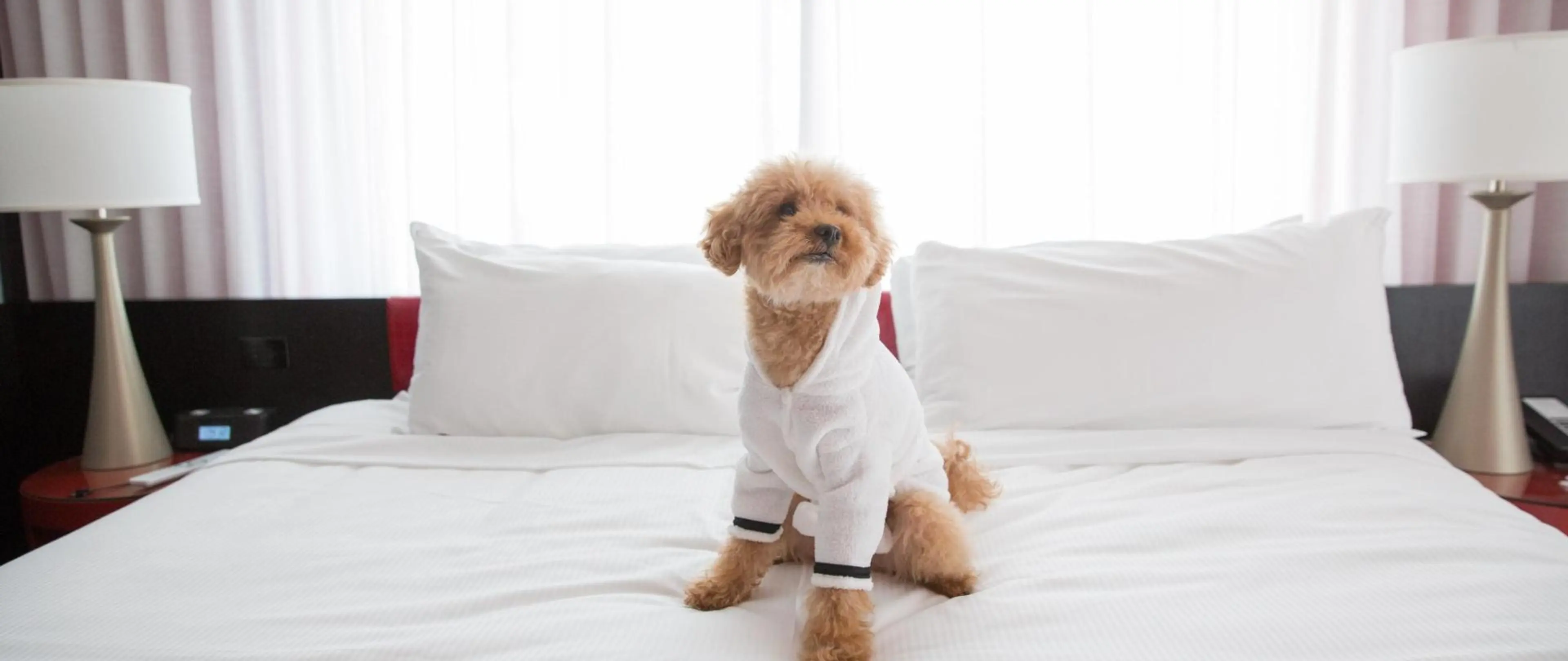 6 Reasons to Treat Your Pup to a Vancouver Vacation