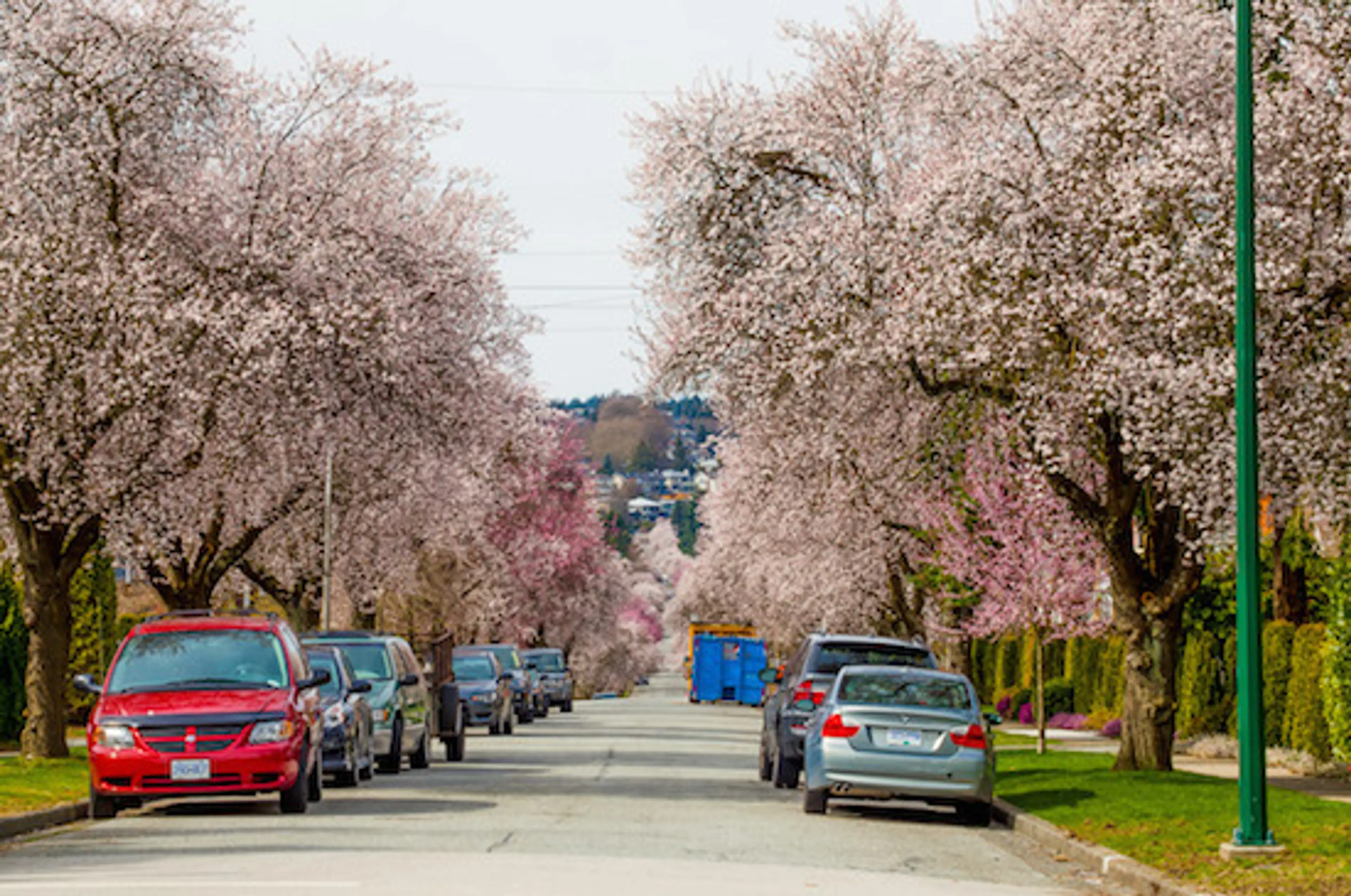 Got Trees? Get $10 Cherry Trees, Magnolias and More at Vancouver Tree Week, April 2-10