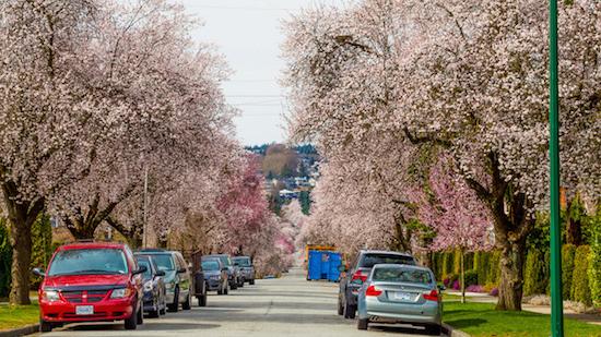 Got Trees? Get $10 Cherry Trees, Magnolias and More at Vancouver Tree Week, April 2-10