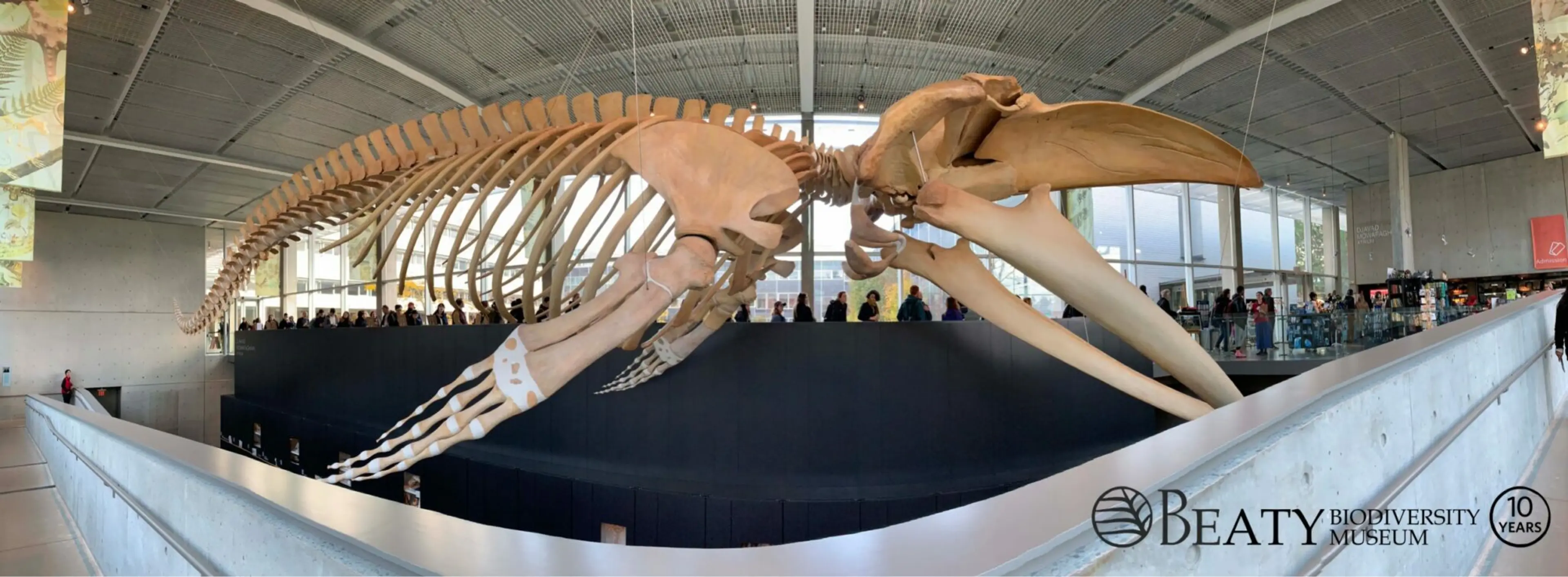 Blue whale skeleton at the Beatty Biodiversity Museum in Vancouver