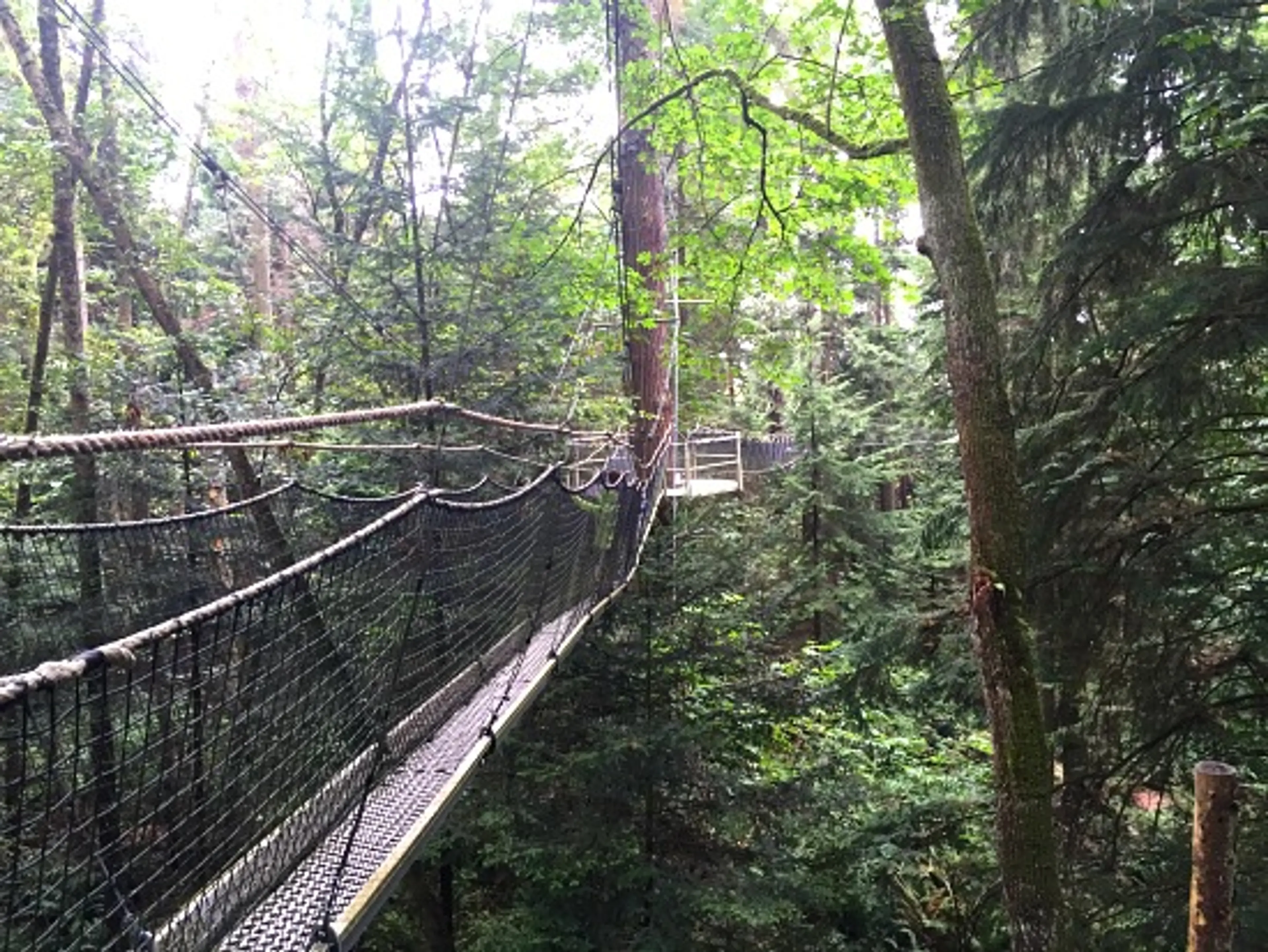 Greenheart TreeWalk | Photo: Bianca Bujan