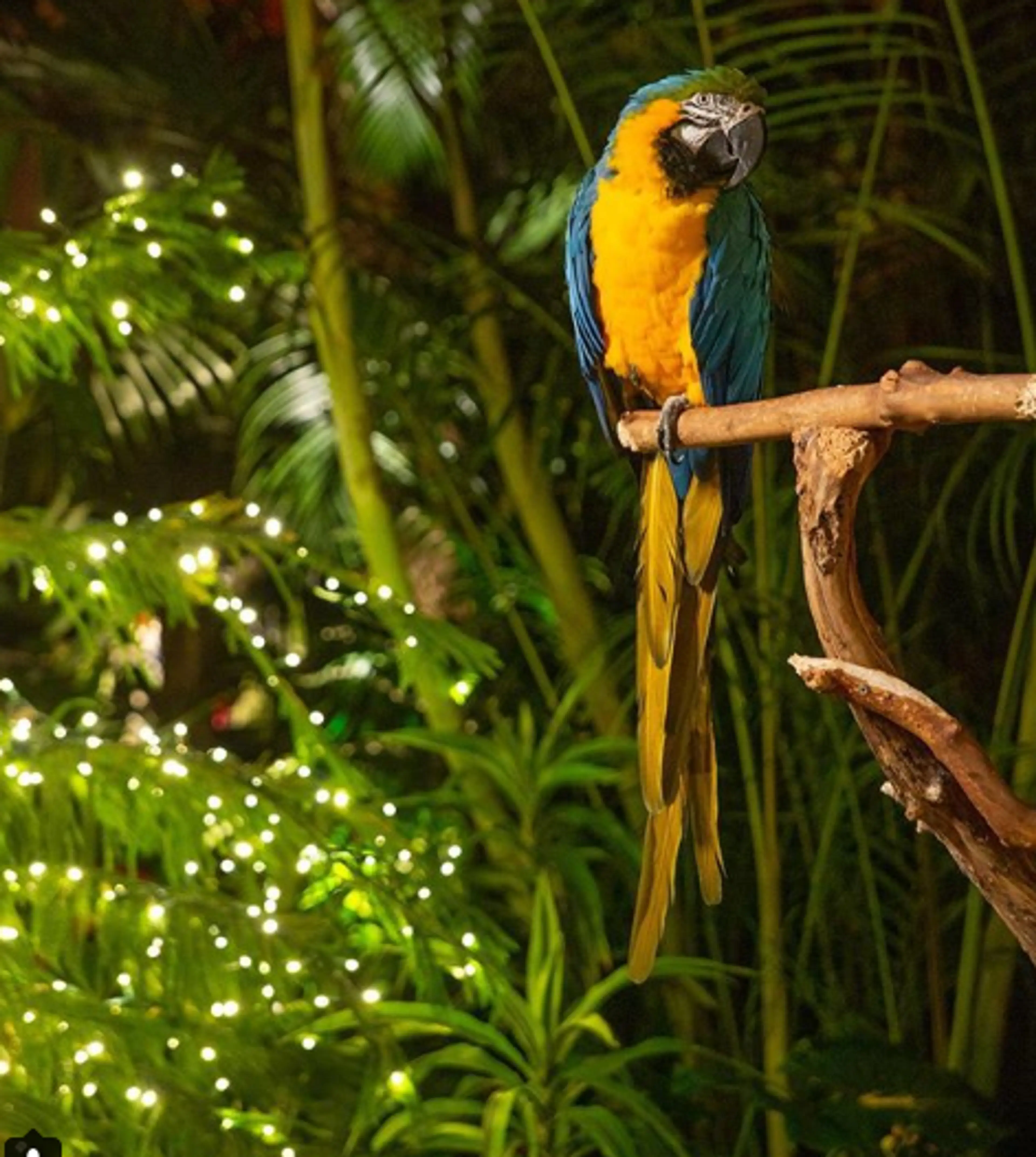 bloedel conservatory holiday heights