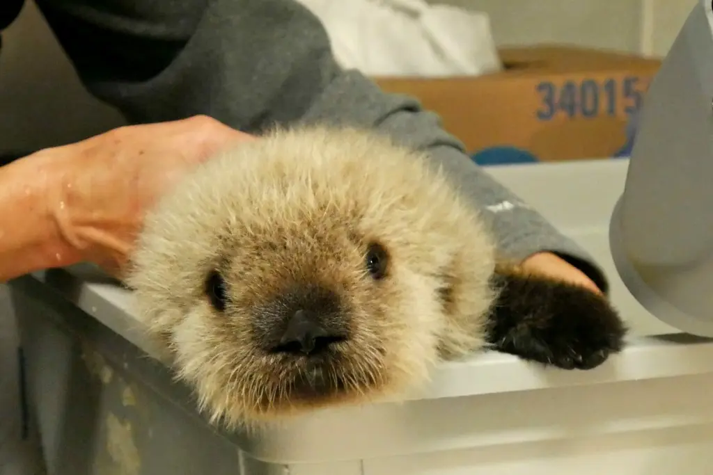 Cute News Alert: Baby Sea Otter Coming to Vancouver Aquarium