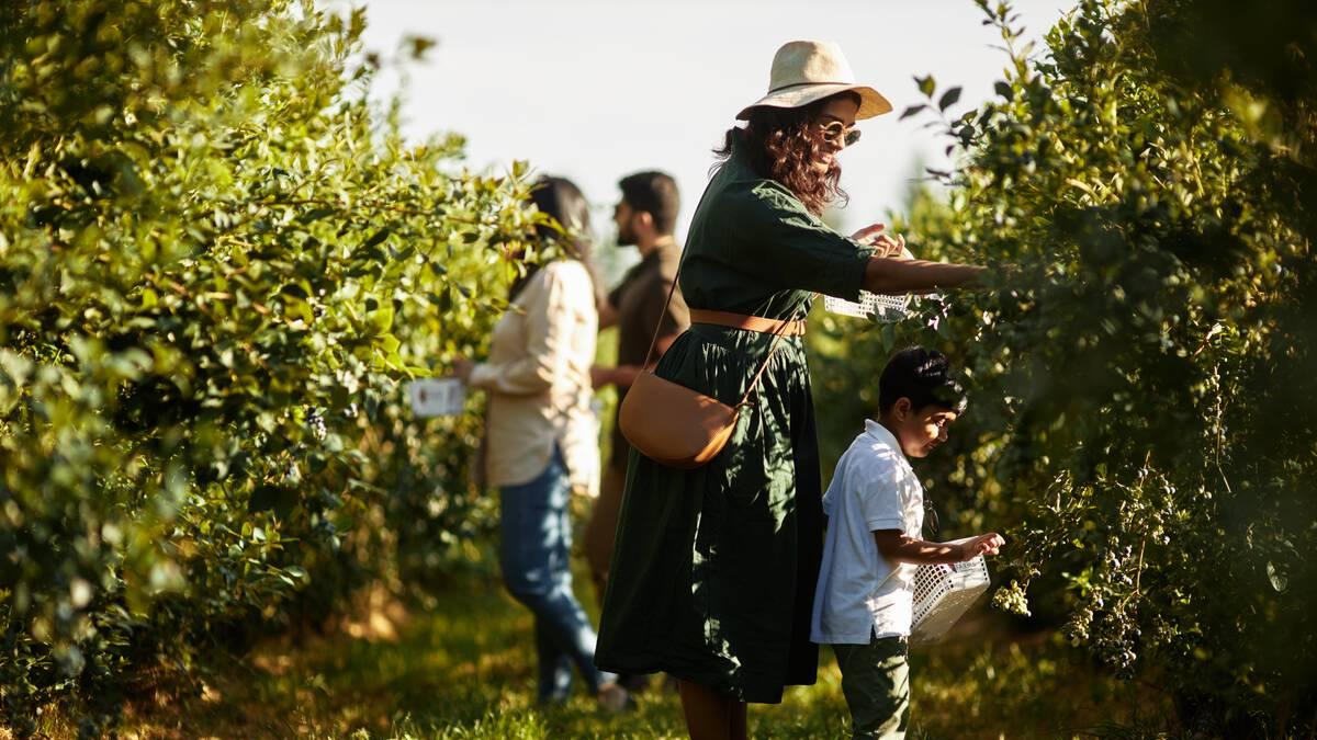 Family berry picking at Krause Berry Farms & Winery