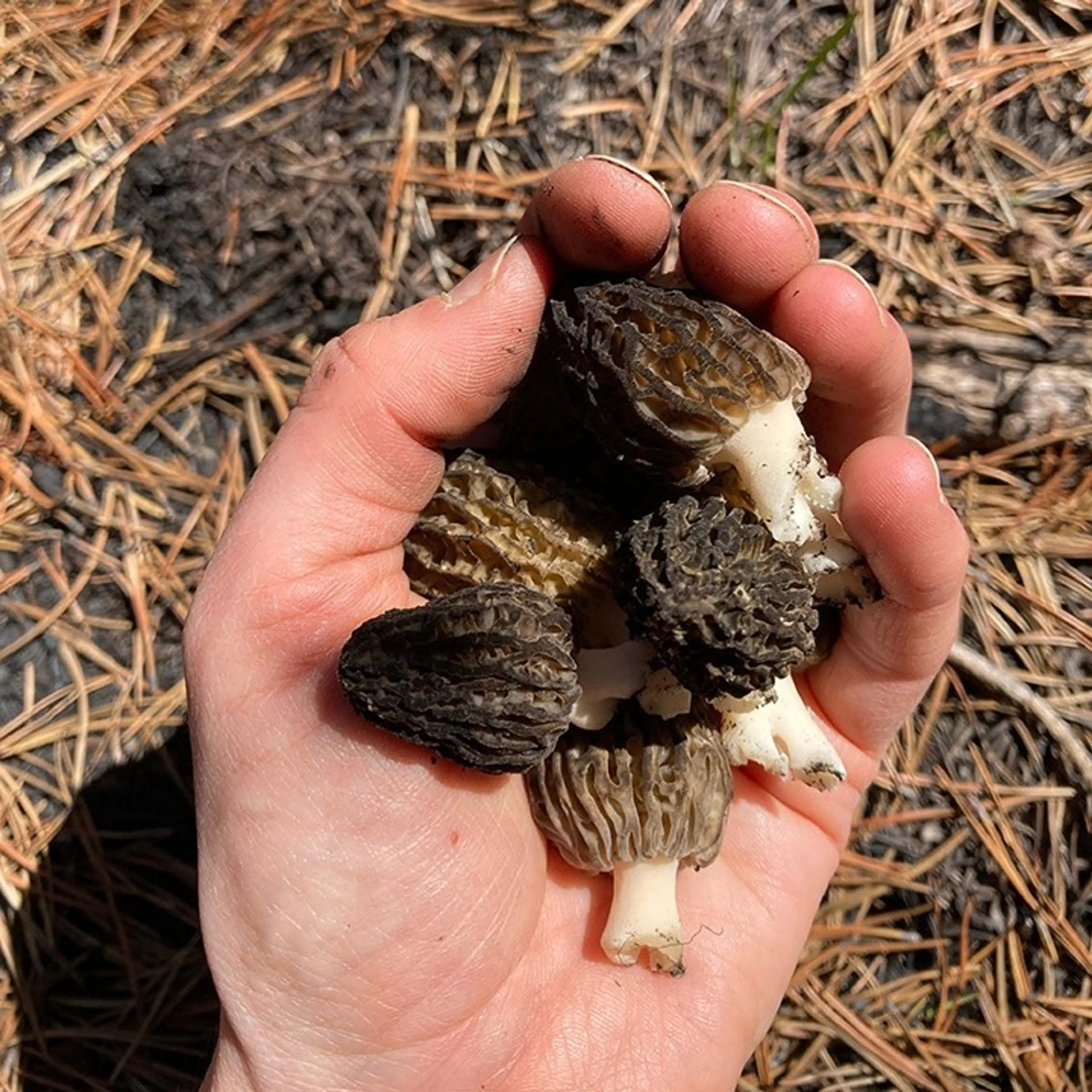 Foraging Tours, Mushroom Vendors, and Locavore Restaurants in Vancouver