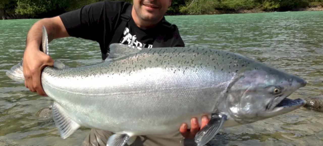 Chinook Salmon