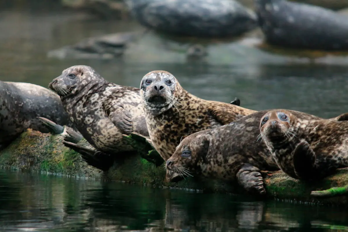 Seals rest on a log near Vancouver.